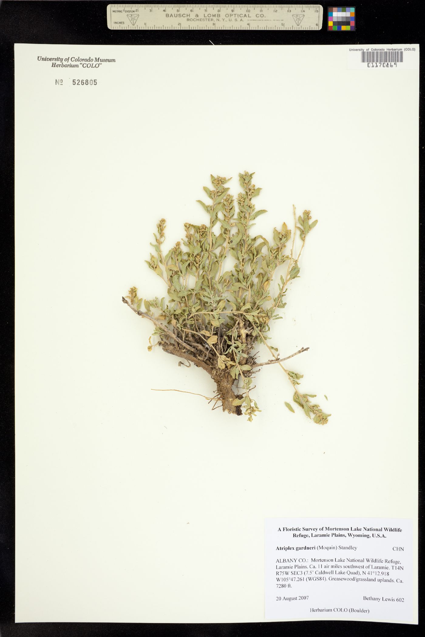 Atriplex gardneri image