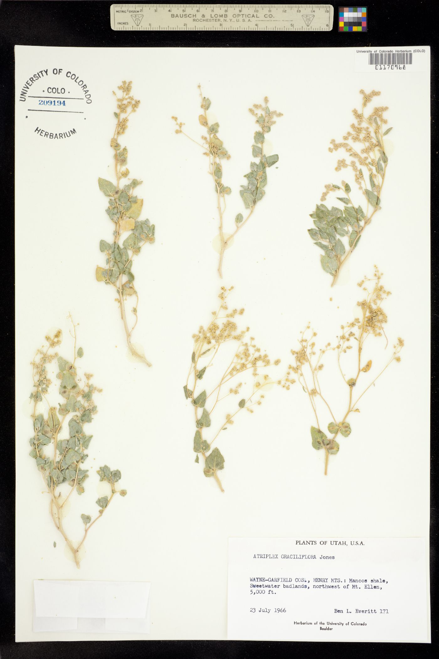 Atriplex graciliflora image