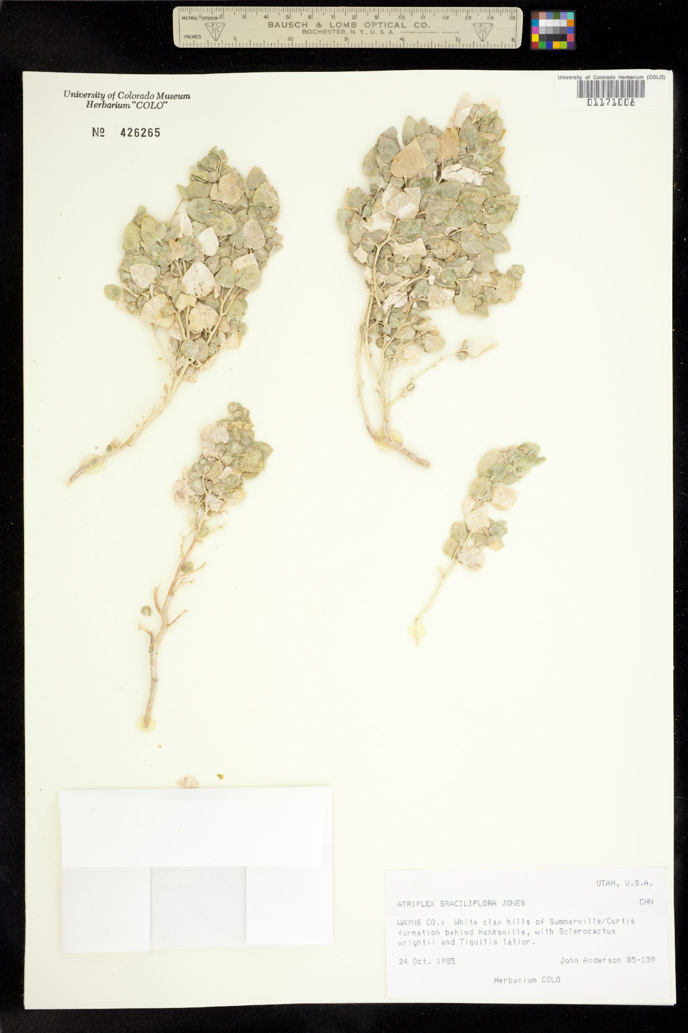 Atriplex graciliflora image