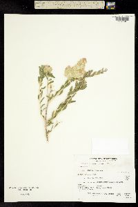 Grayia spinosa image