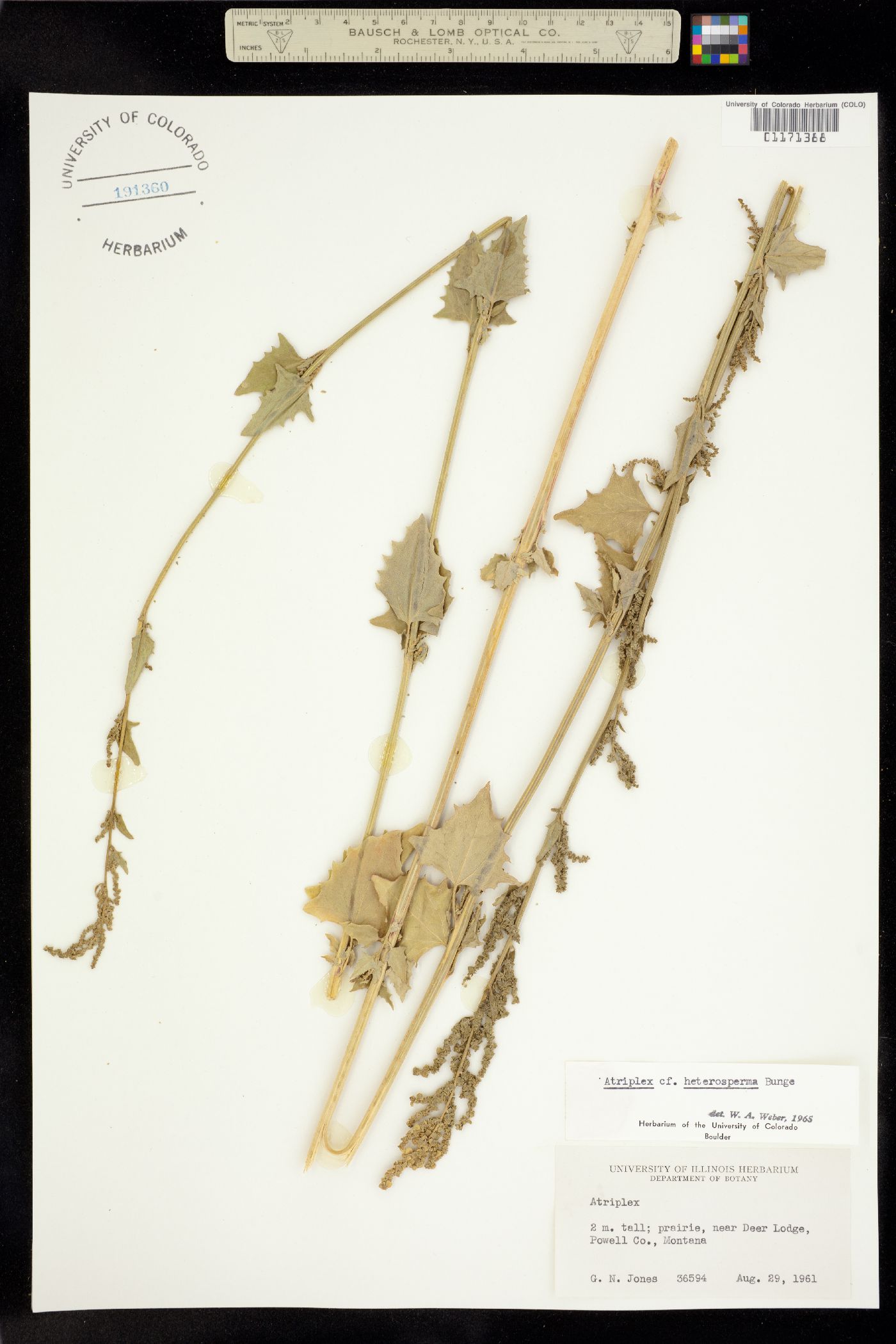 Atriplex micrantha image