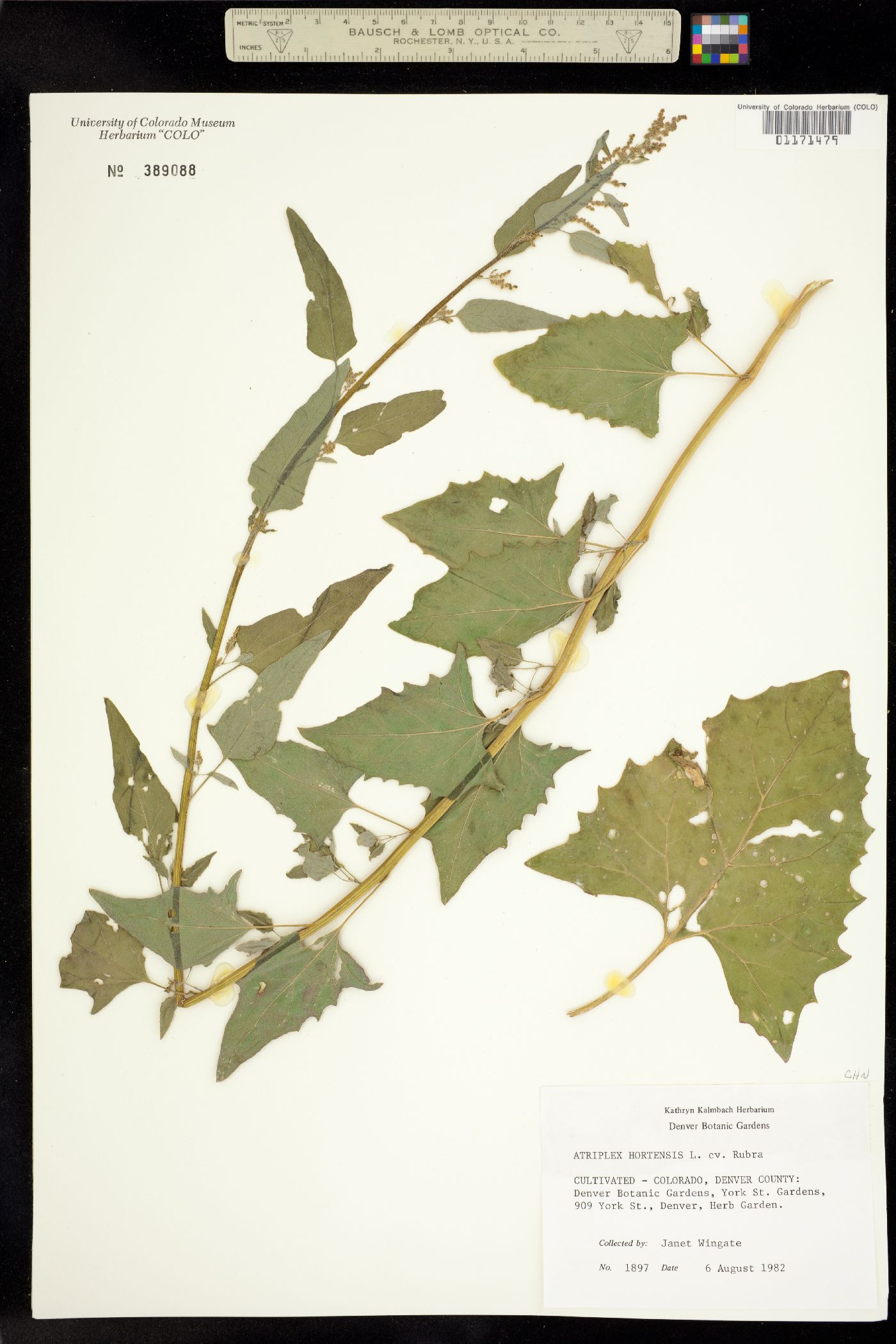 Atriplex hortensis image