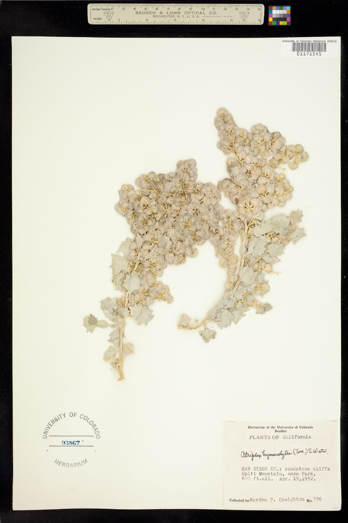 Atriplex hymenelytra image