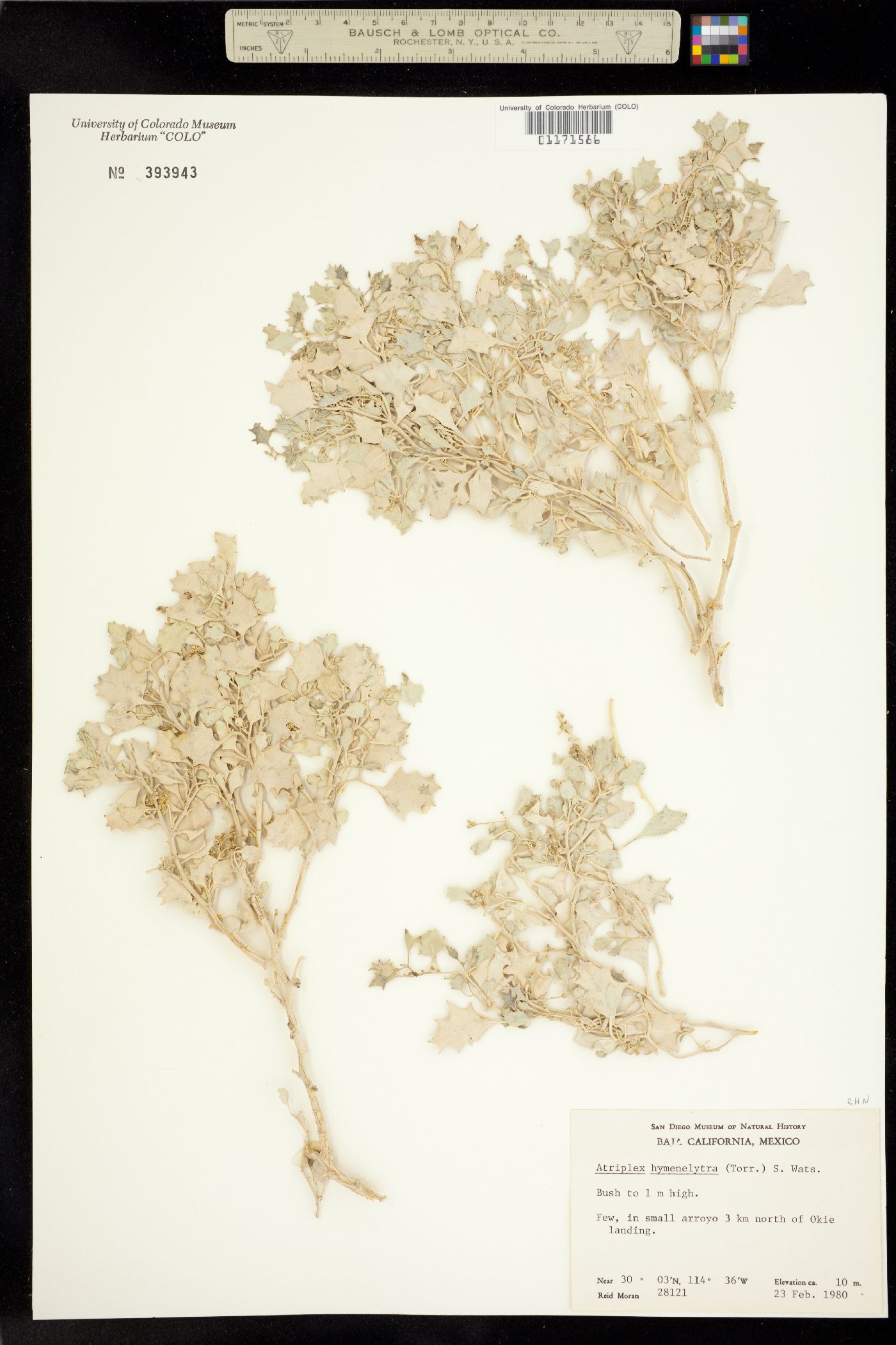 Atriplex hymenelytra image