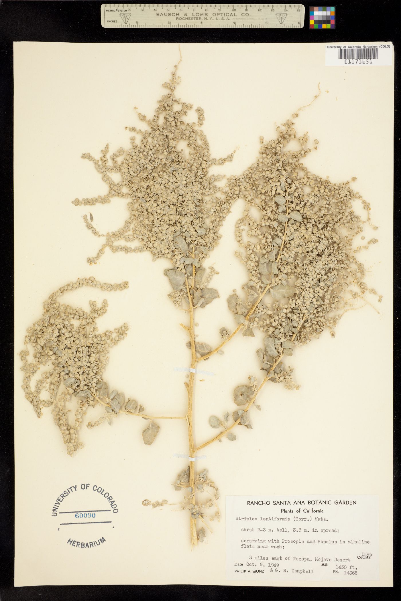 Atriplex lentiformis image