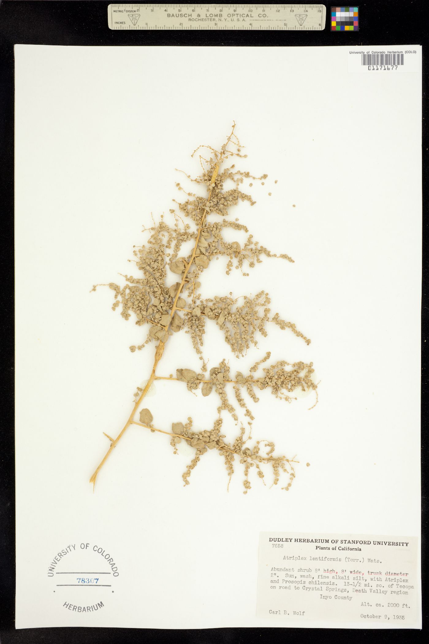 Atriplex lentiformis image