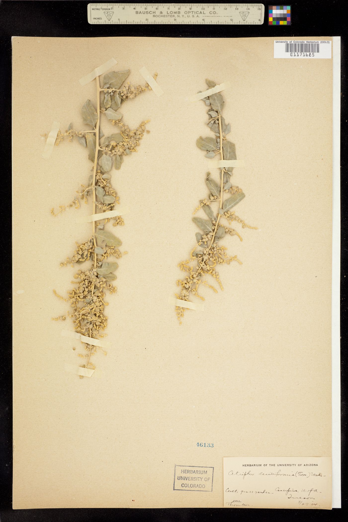 Atriplex lentiformis image