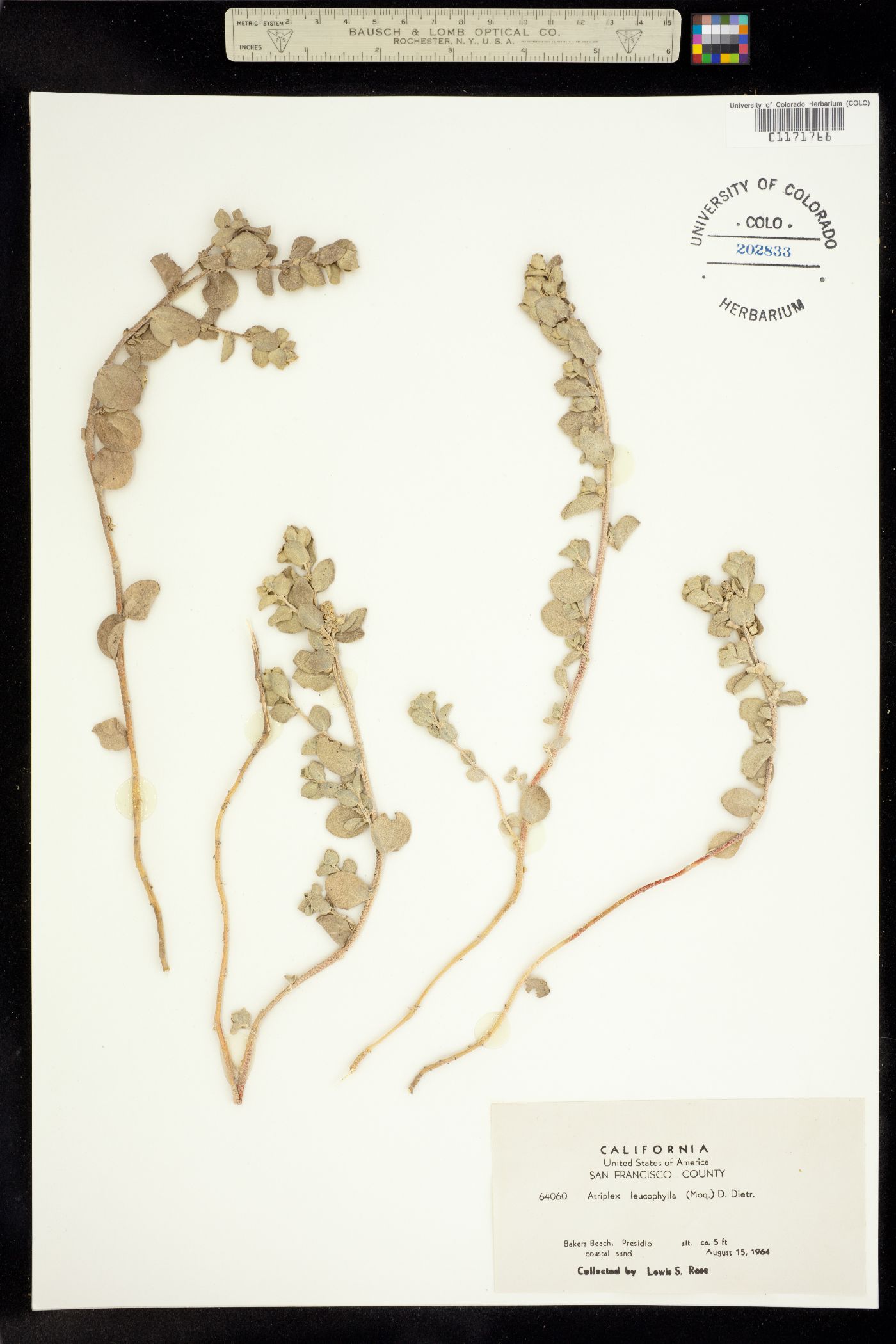 Atriplex leucophylla image