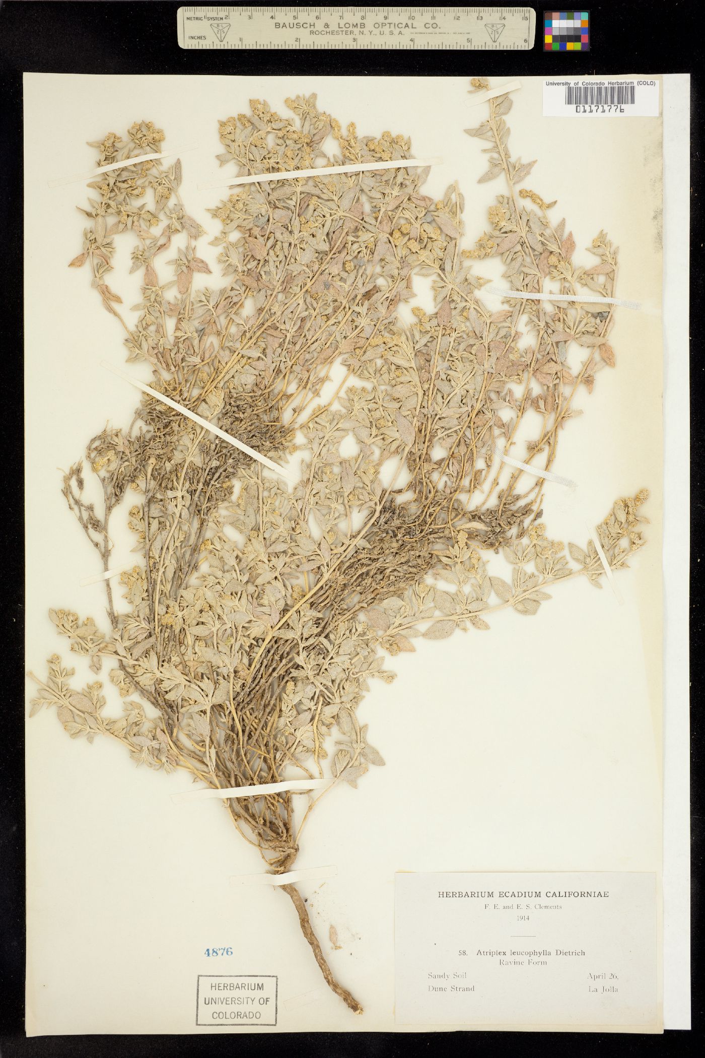 Atriplex leucophylla image