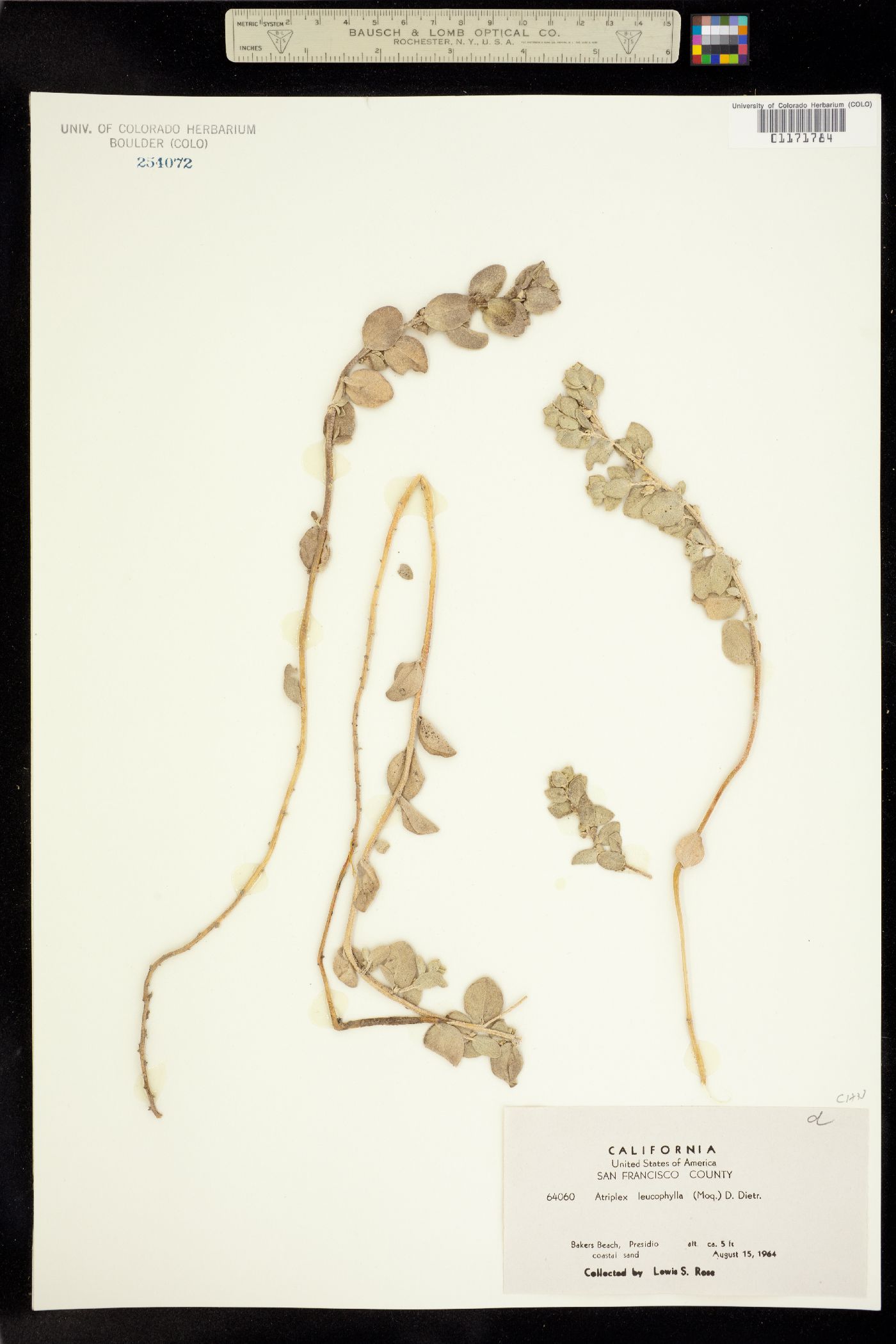 Atriplex leucophylla image