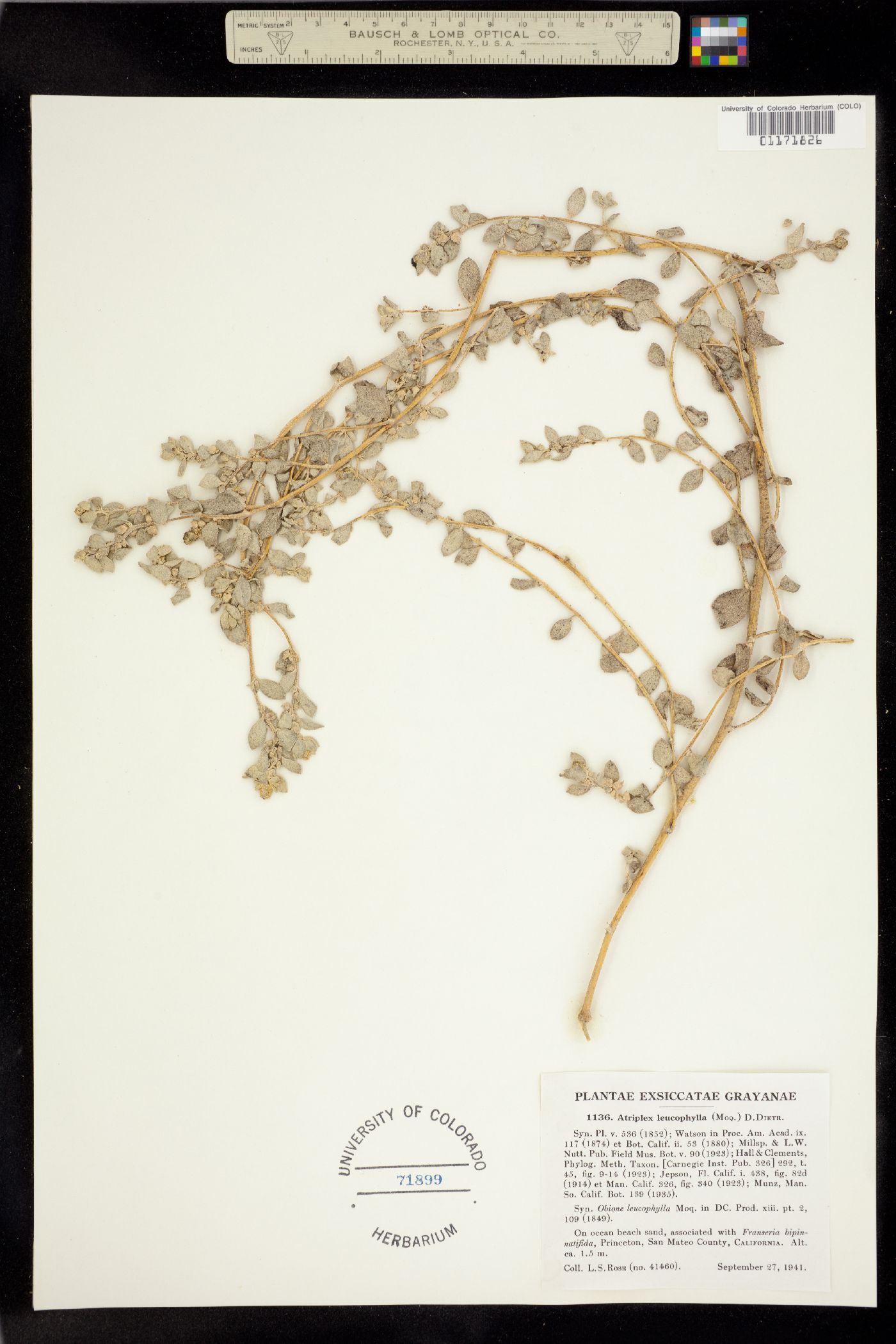 Atriplex leucophylla image