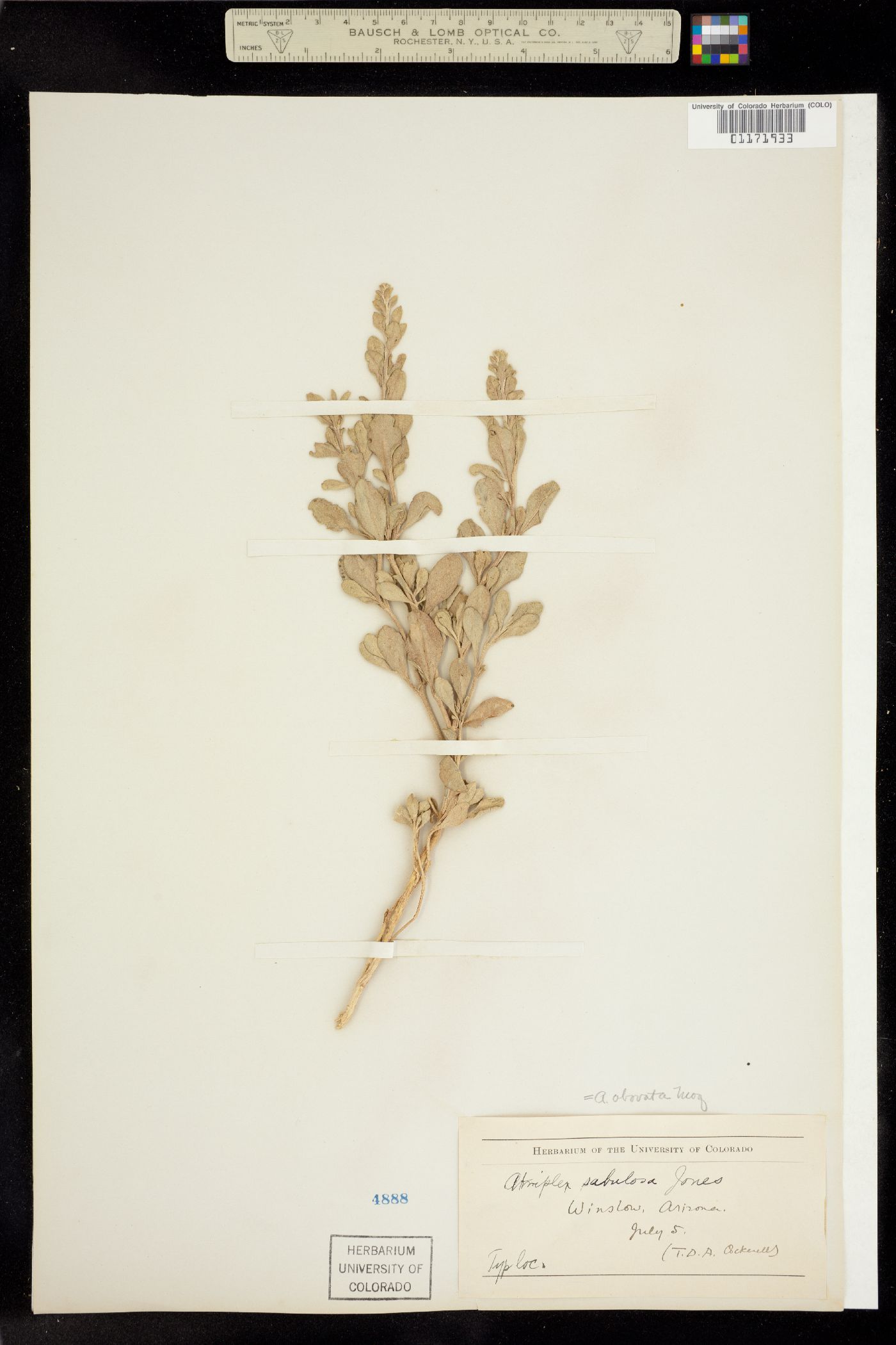 Atriplex obovata image