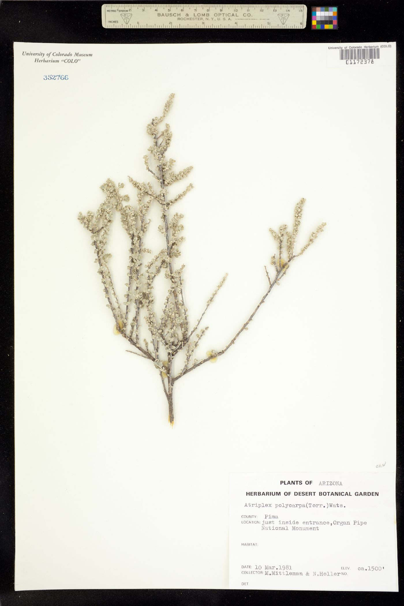 Atriplex polycarpa image