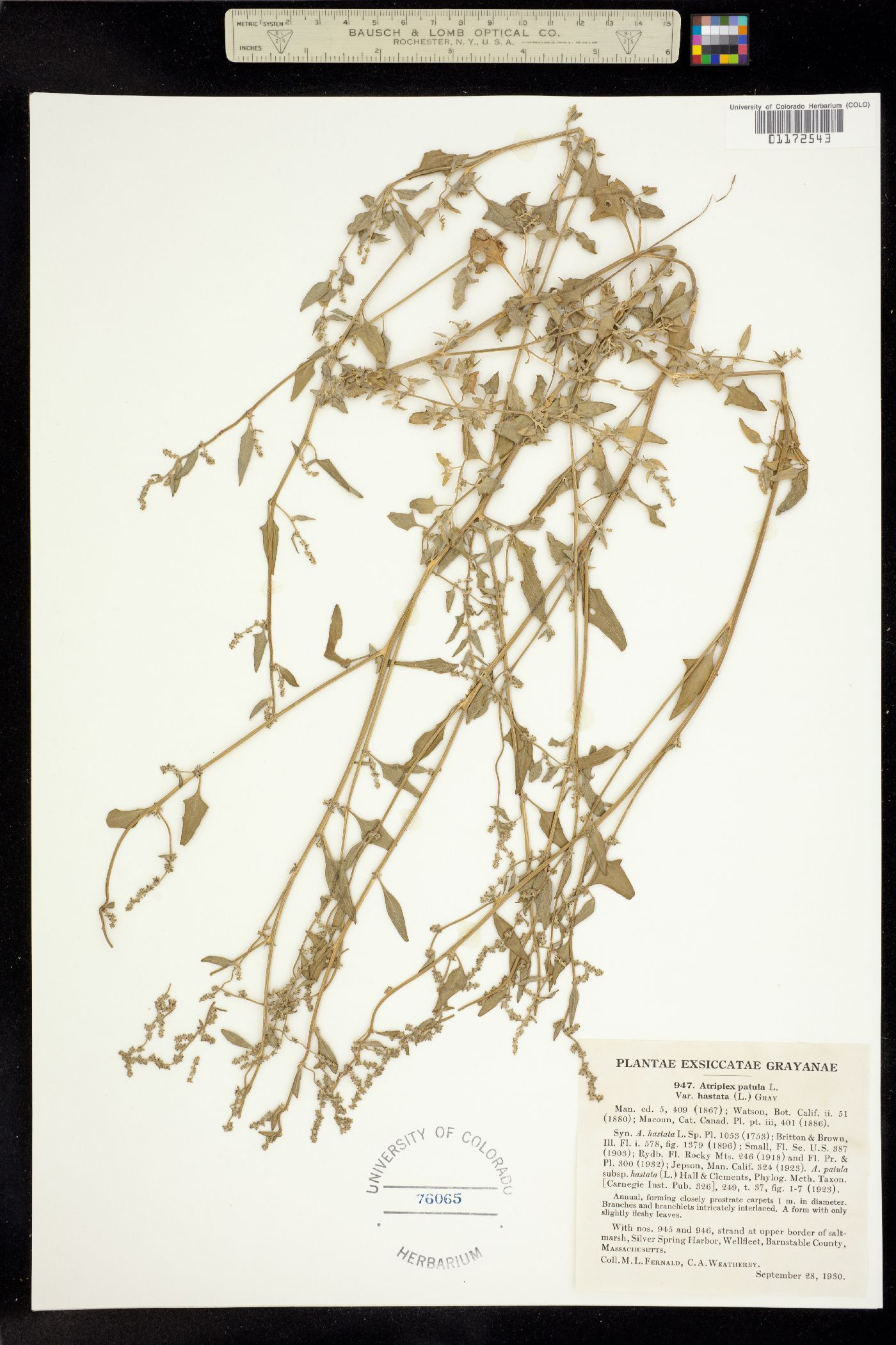 Atriplex prostrata image