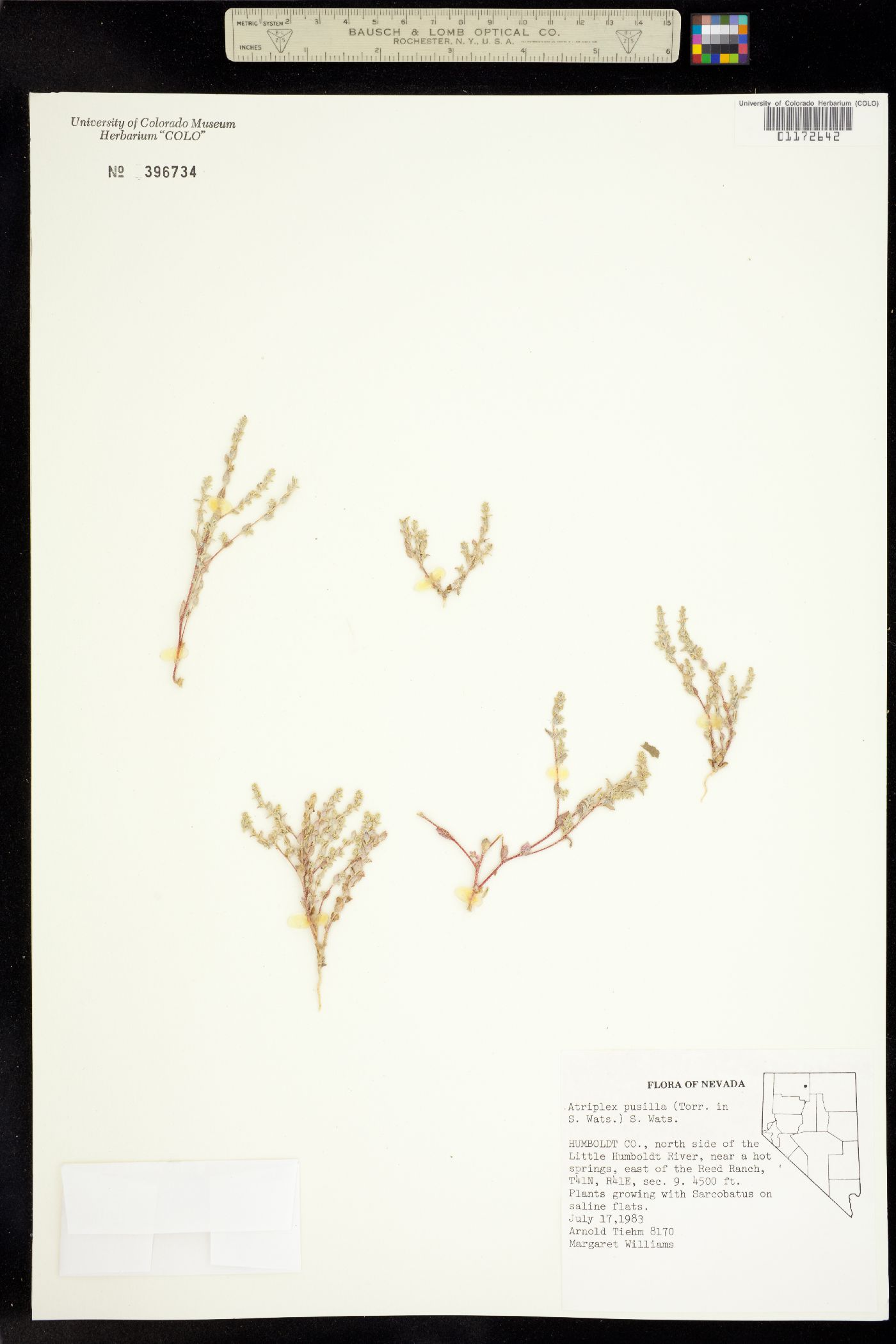 Atriplex pusilla image