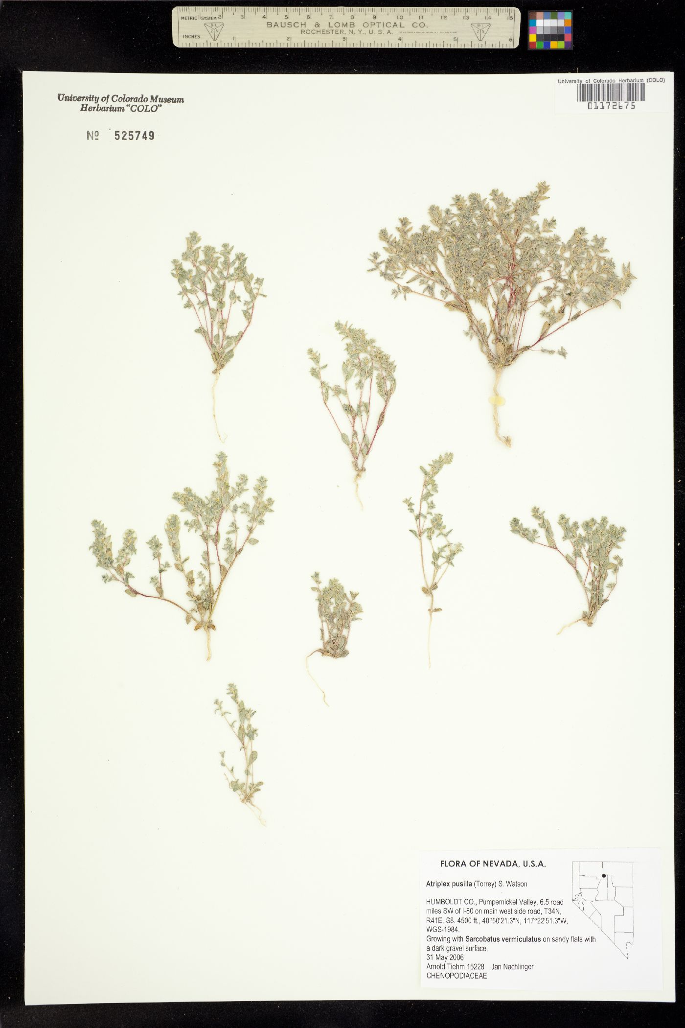 Atriplex pusilla image