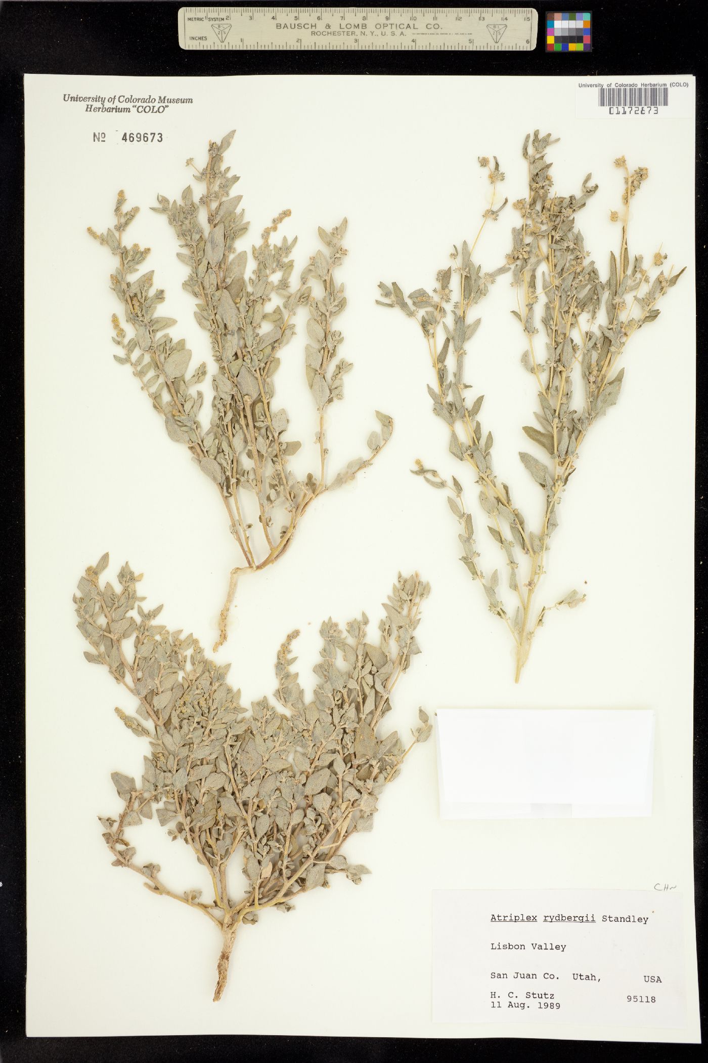 Atriplex rydbergii image