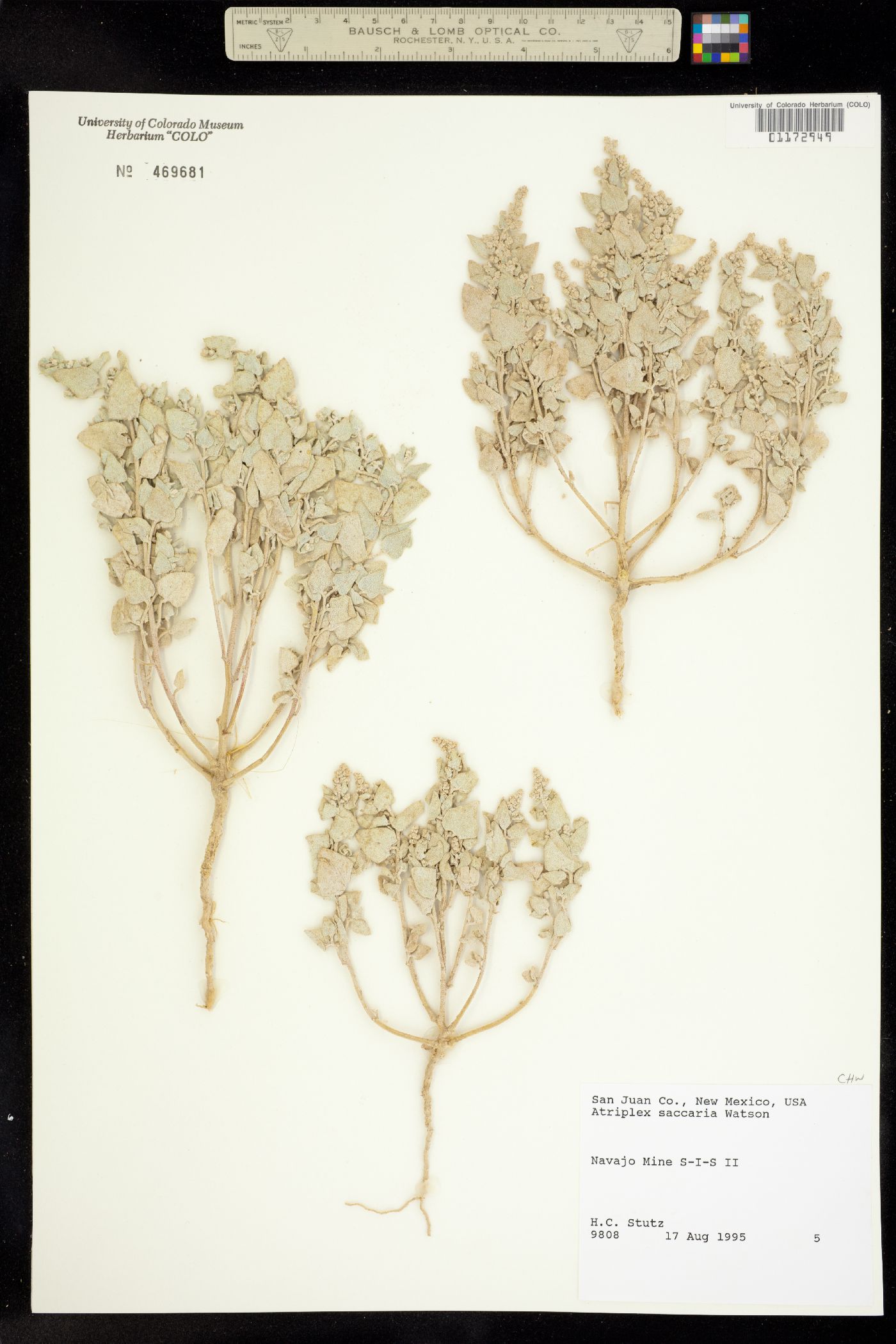 Atriplex saccaria image