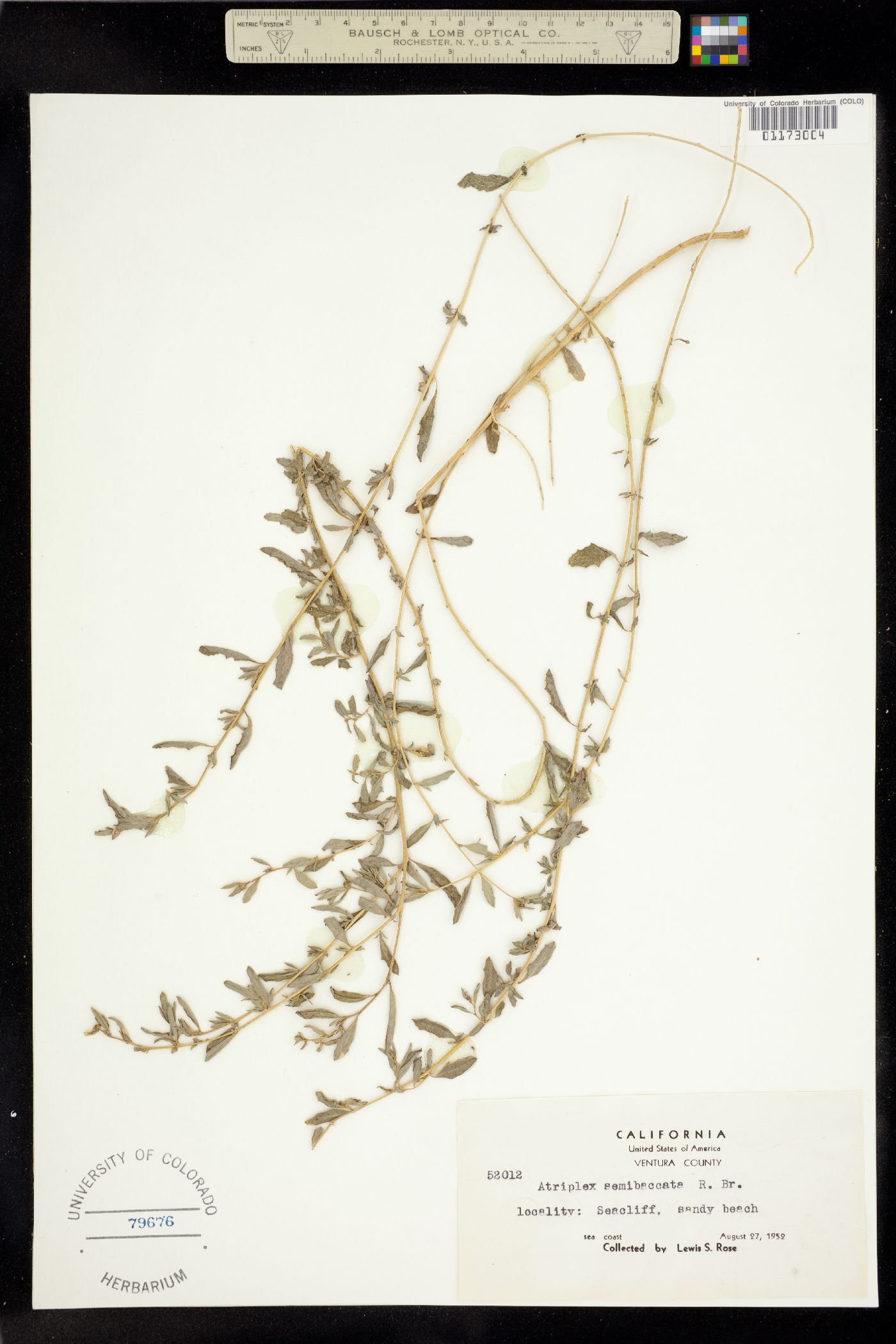Atriplex semibaccata image