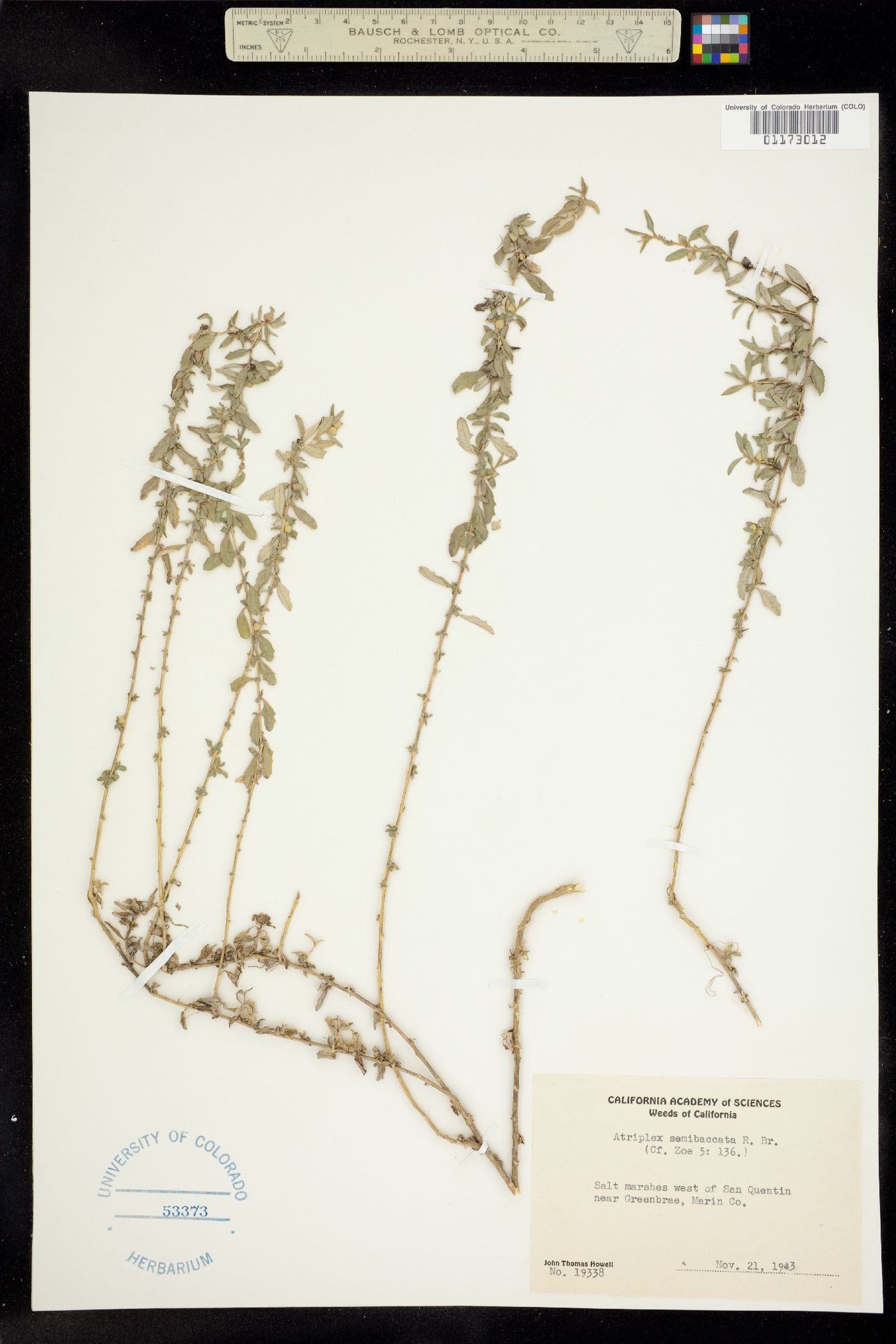 Atriplex semibaccata image