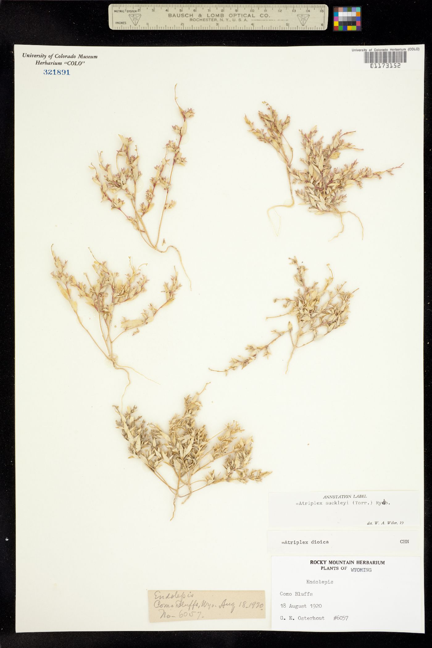 Stutzia dioica image