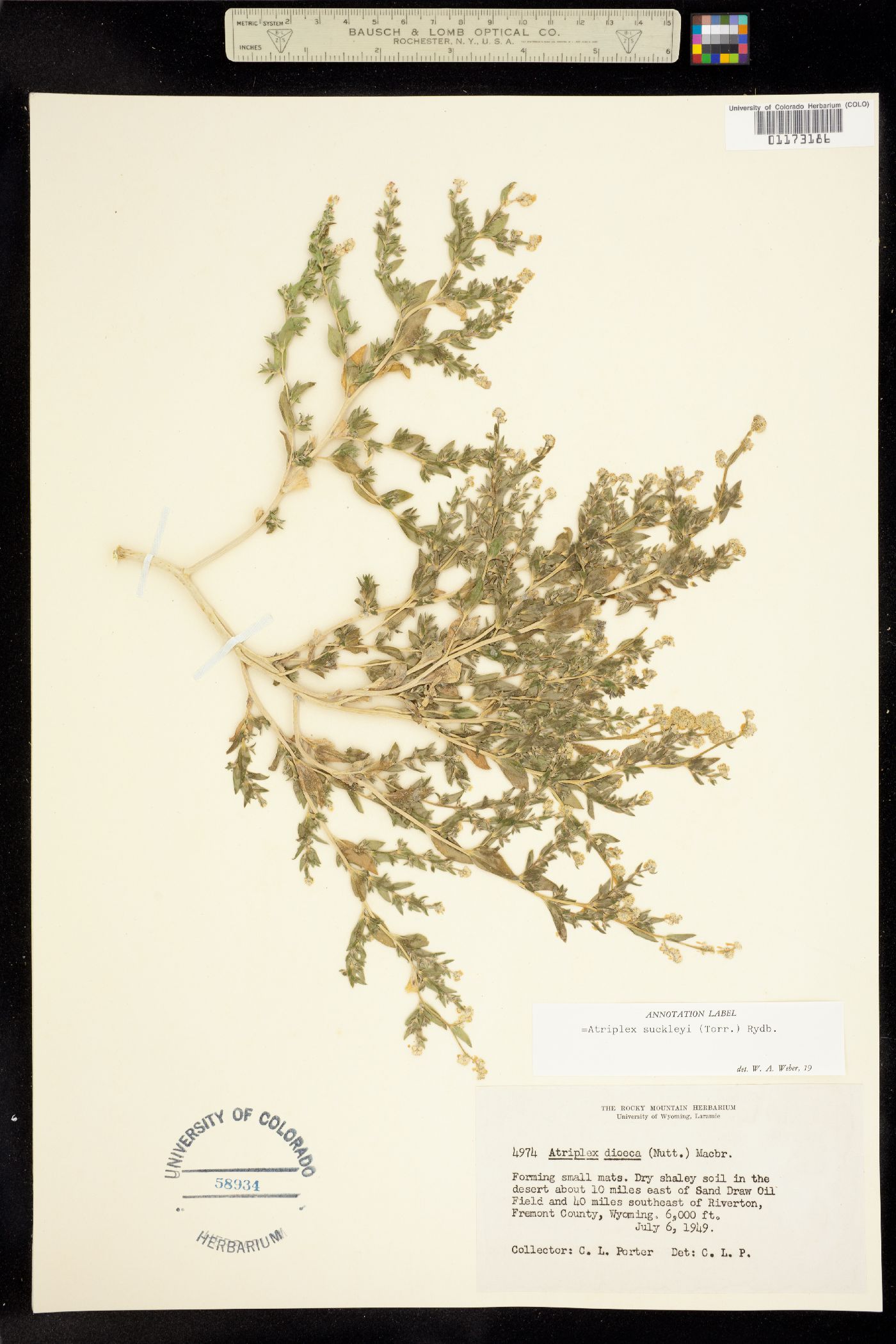 Stutzia dioica image