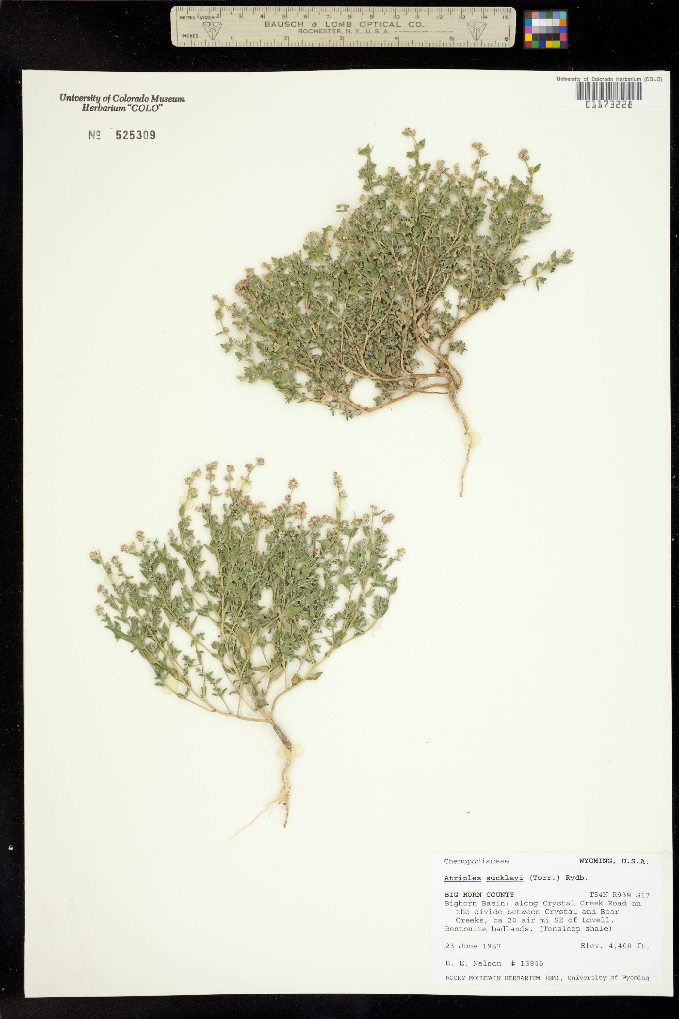 Stutzia dioica image