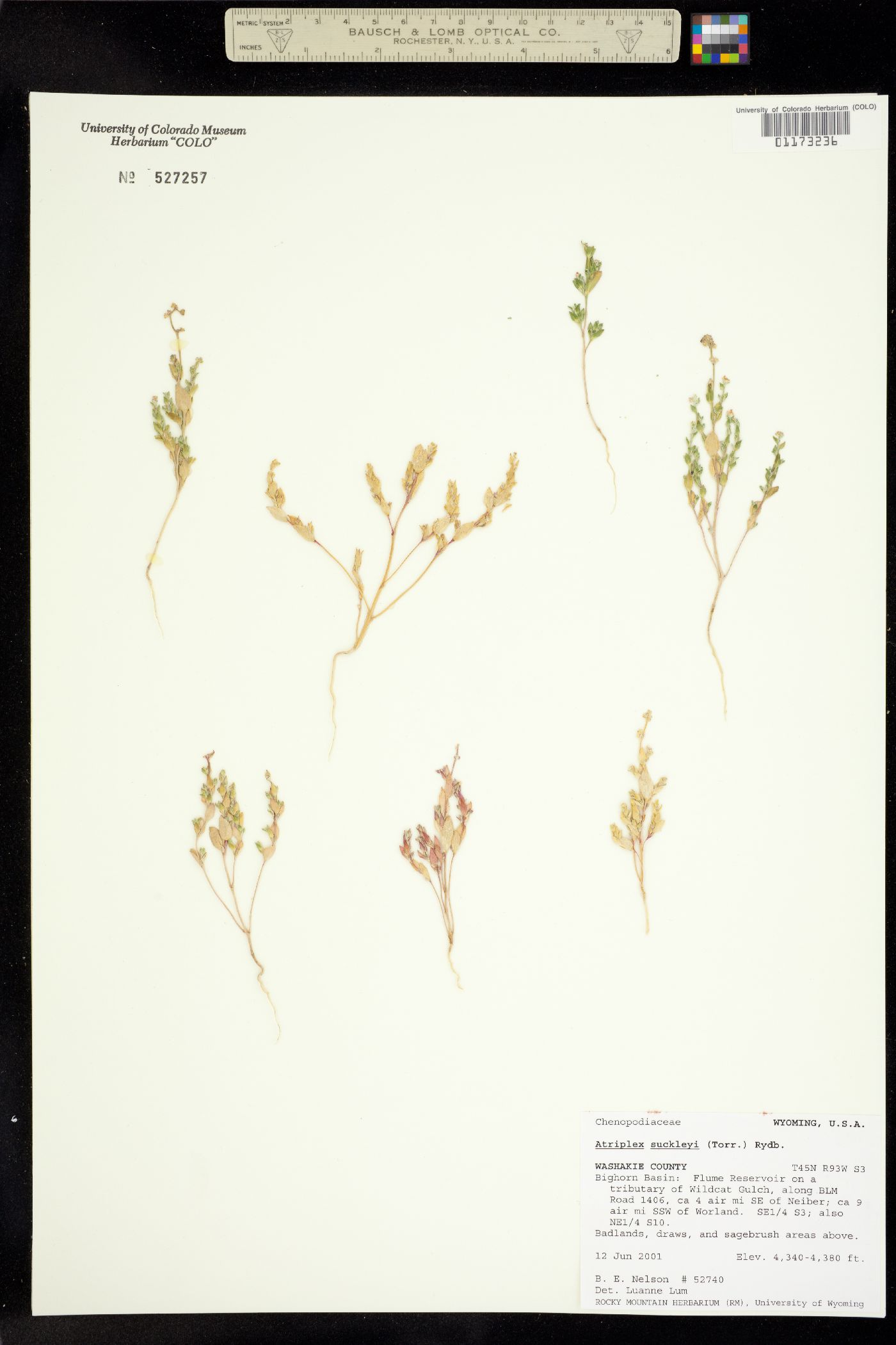 Atriplex suckleyi image