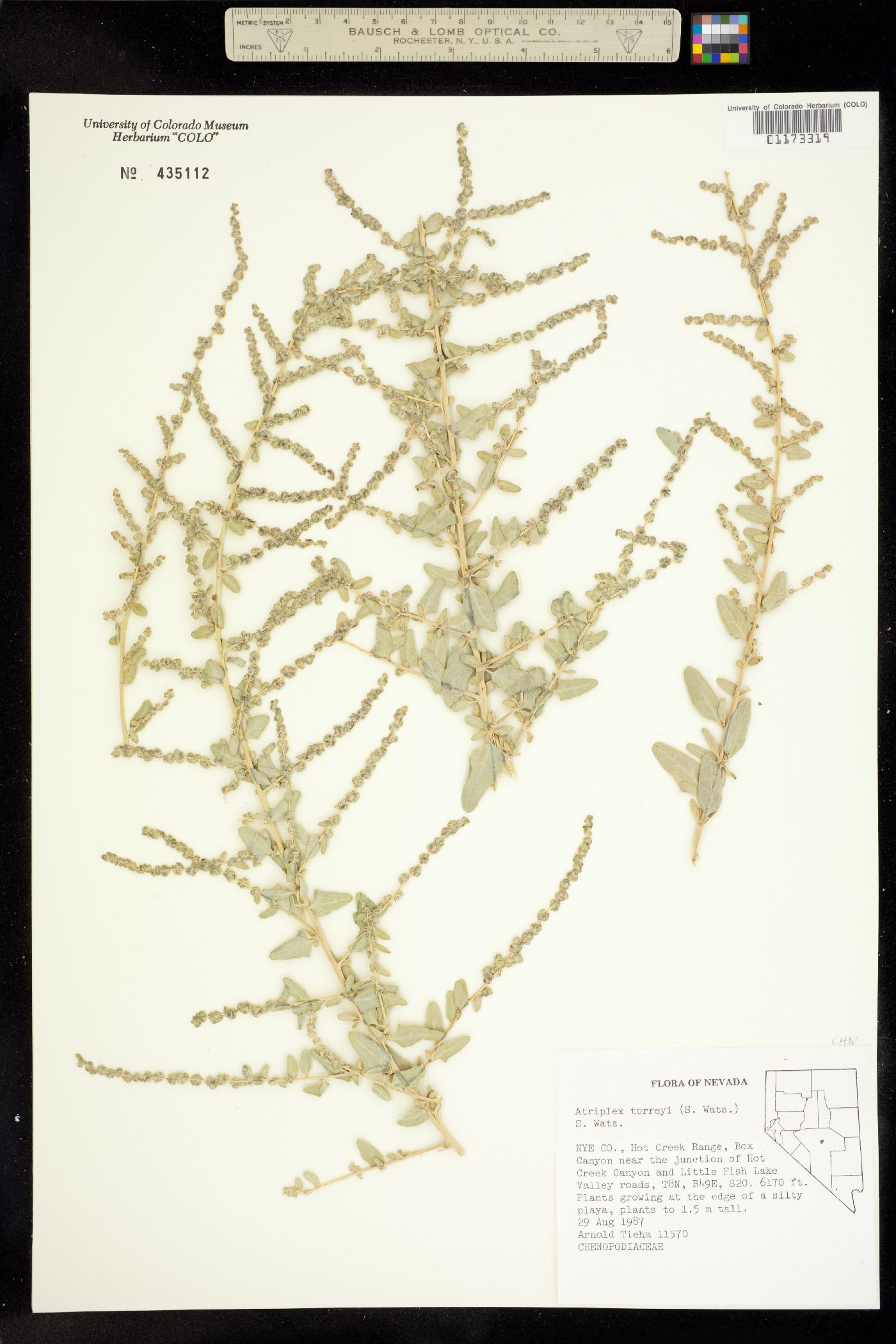 Atriplex torreyi image