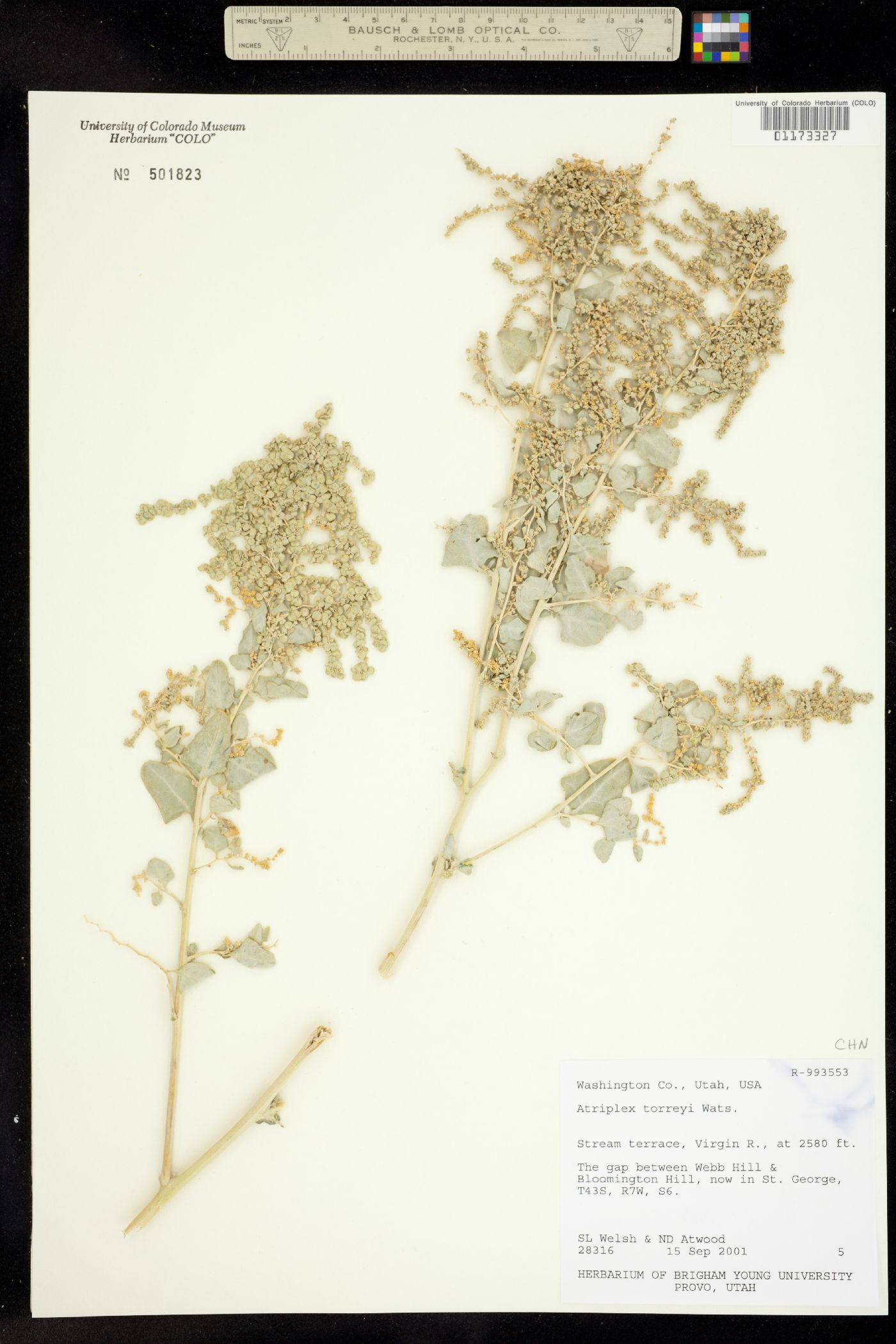 Atriplex torreyi image