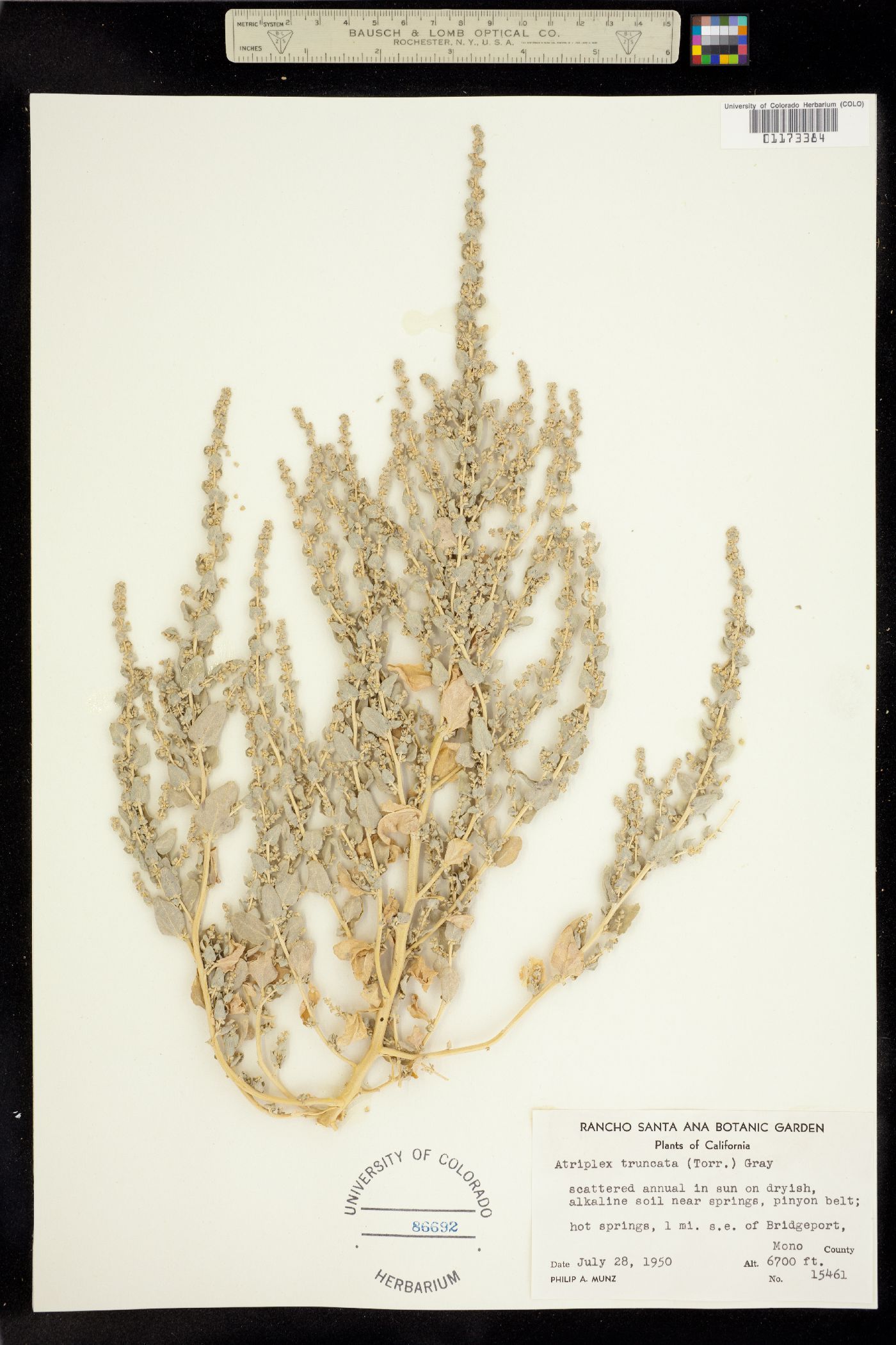 Atriplex truncata image