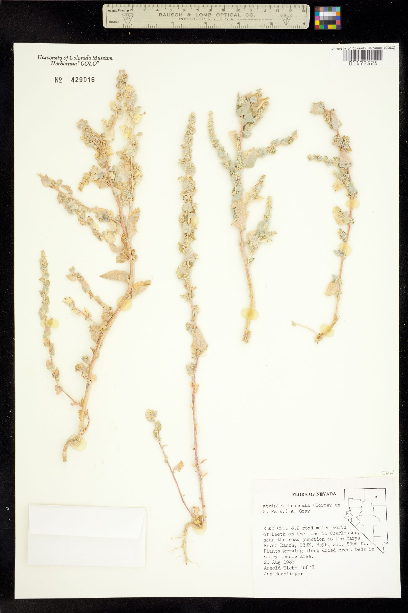 Atriplex truncata image