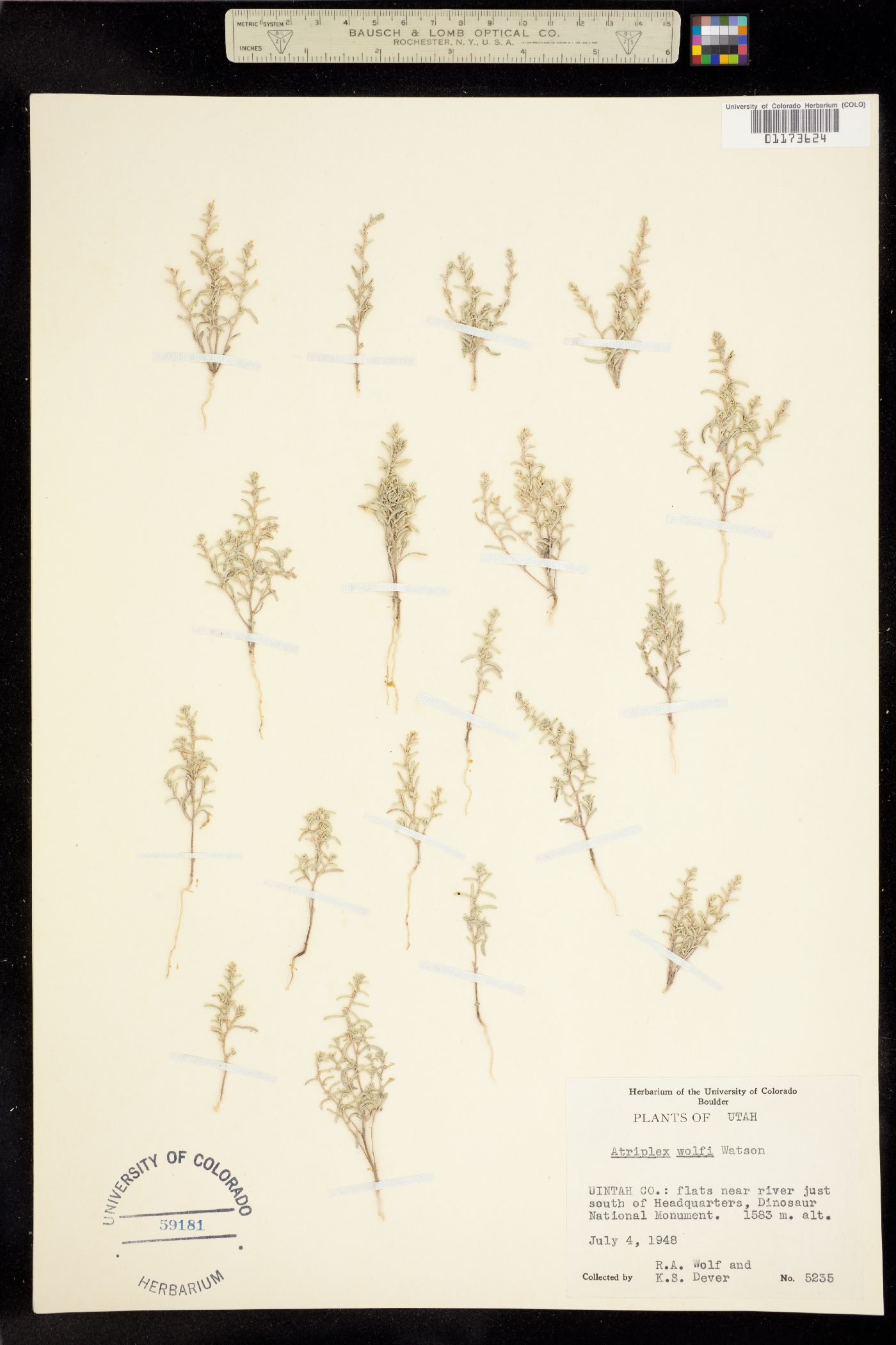 Atriplex wolfii image