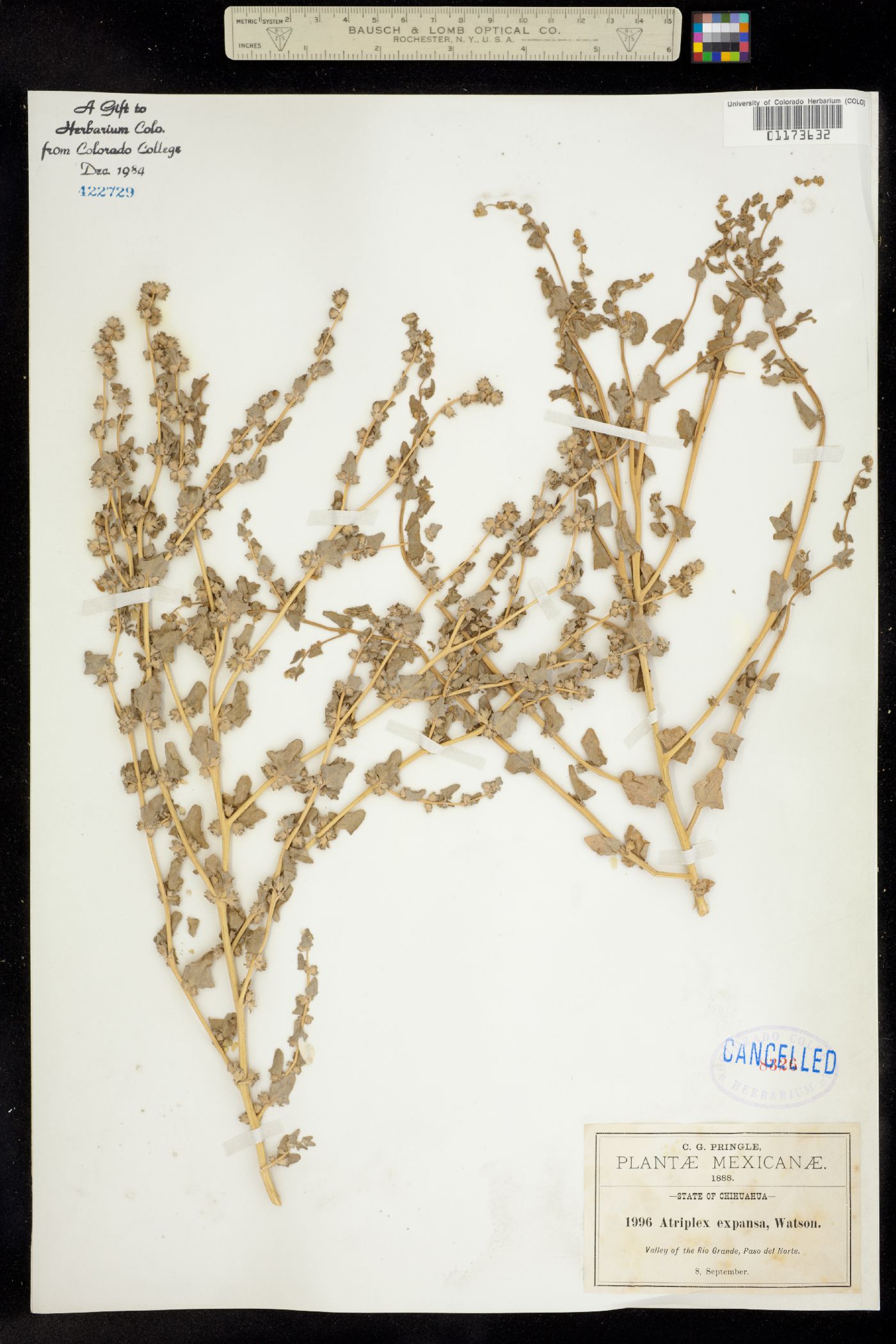 Atriplex argentea var. expansa image