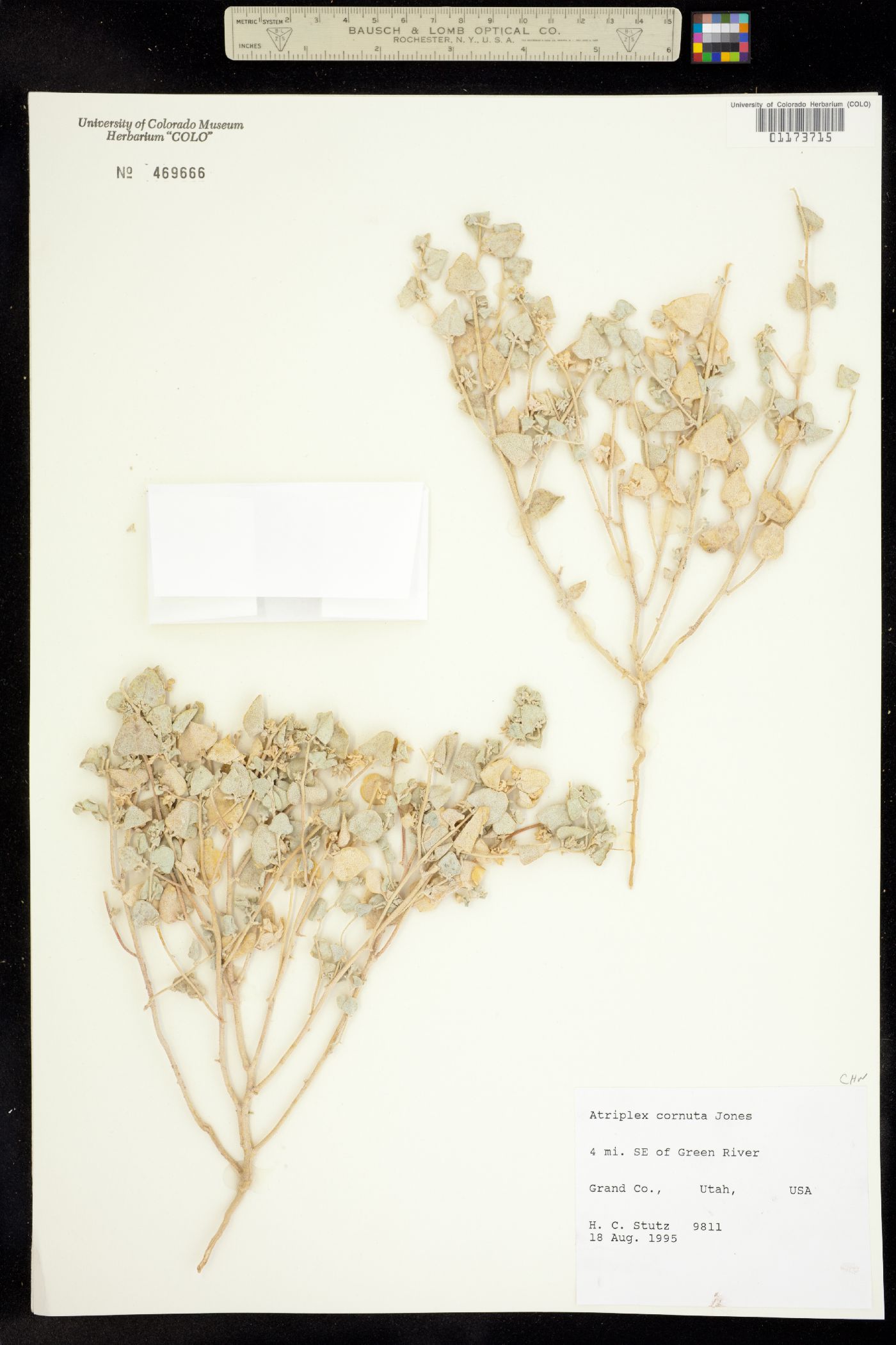 Atriplex cornuta image