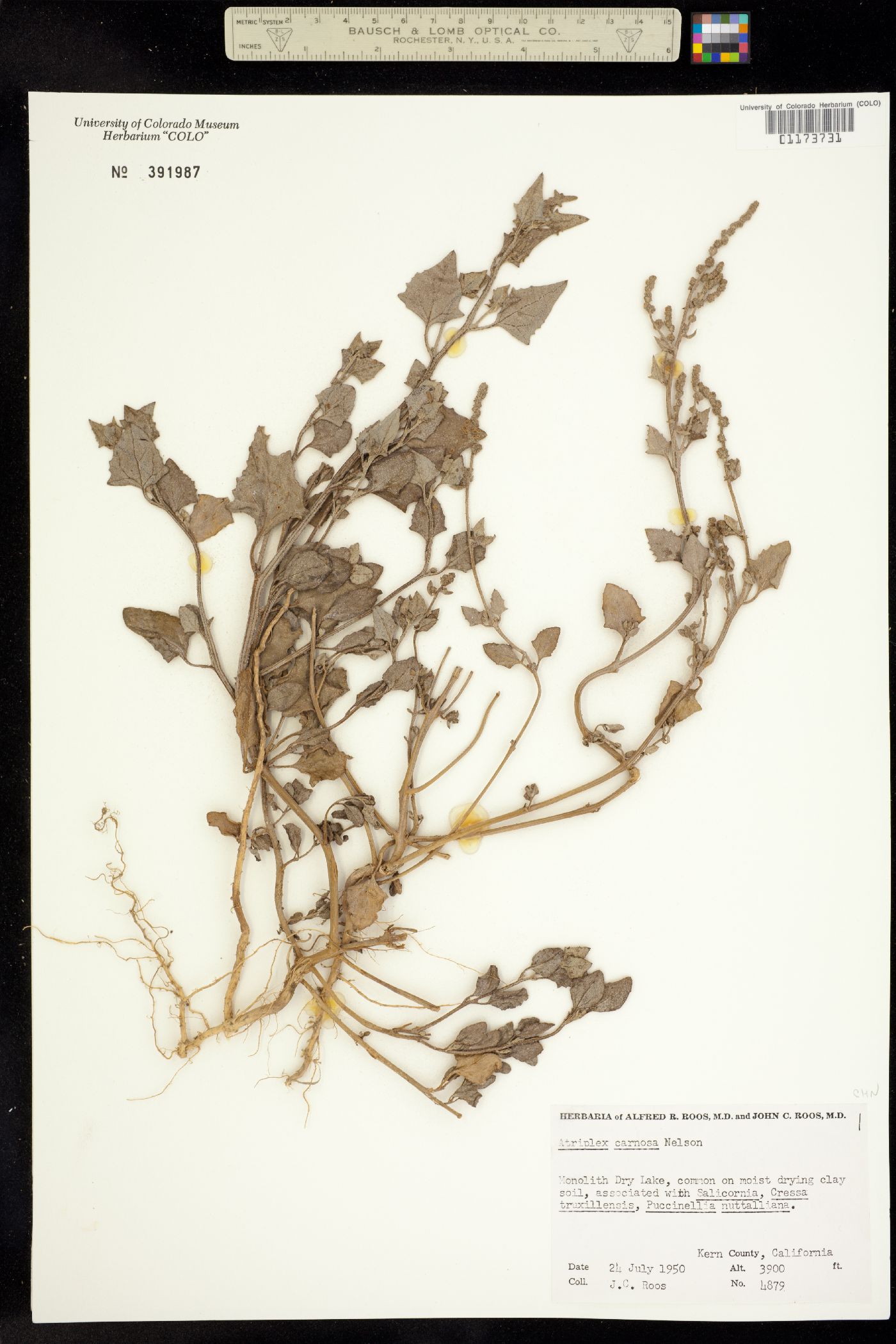 Atriplex carnosa image