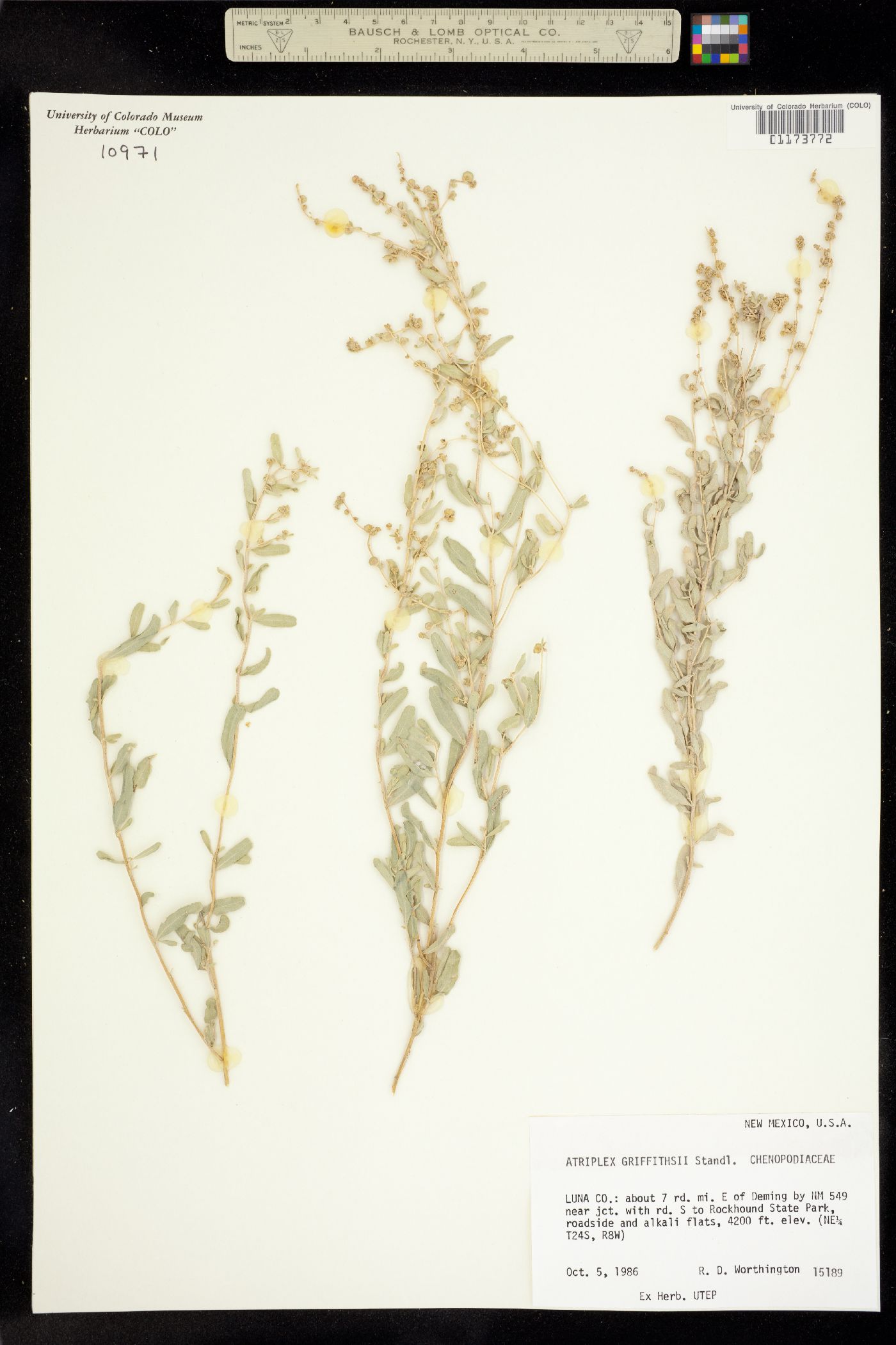 Atriplex torreyi var. griffithsii image