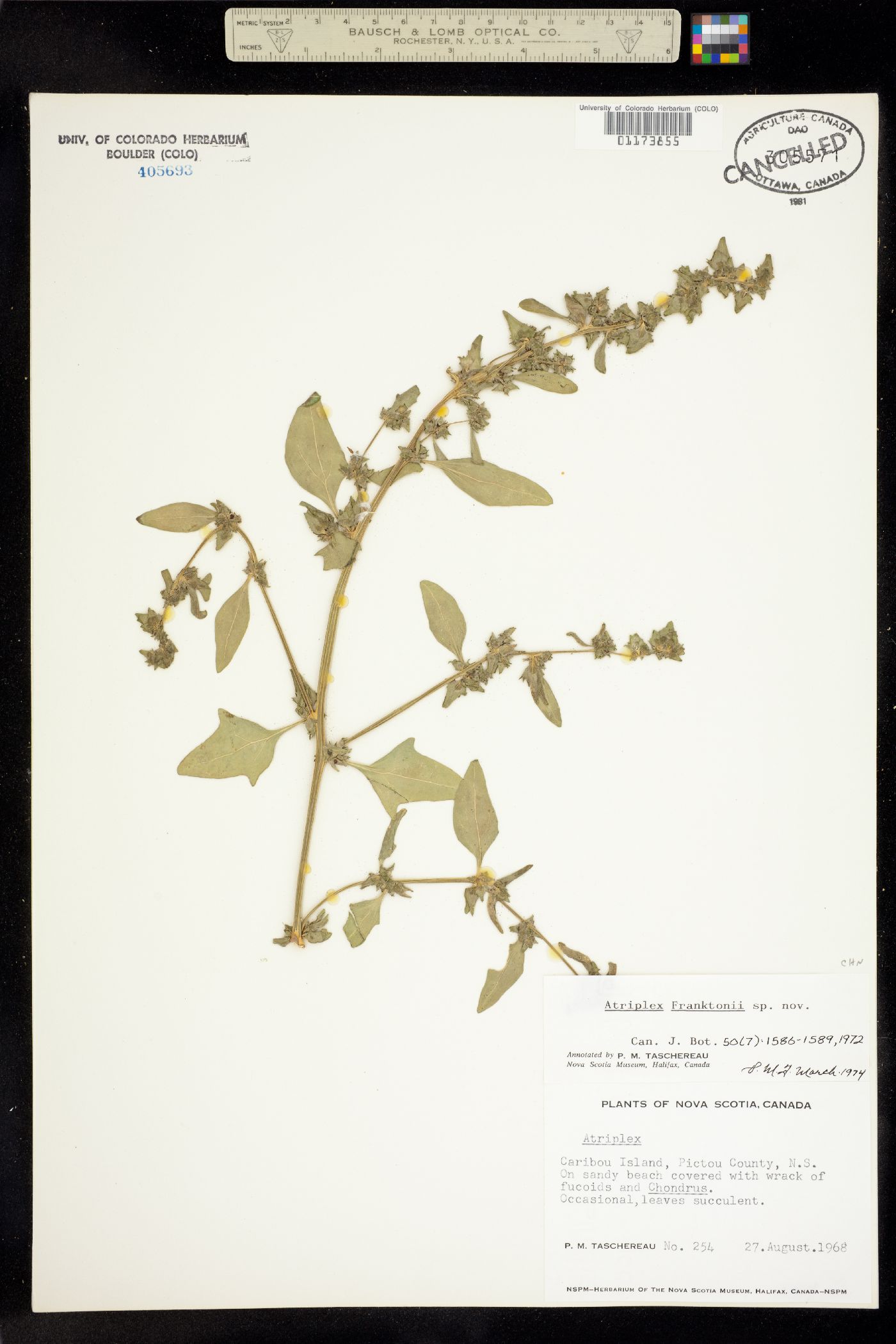 Atriplex glabriuscula var. franktonii image