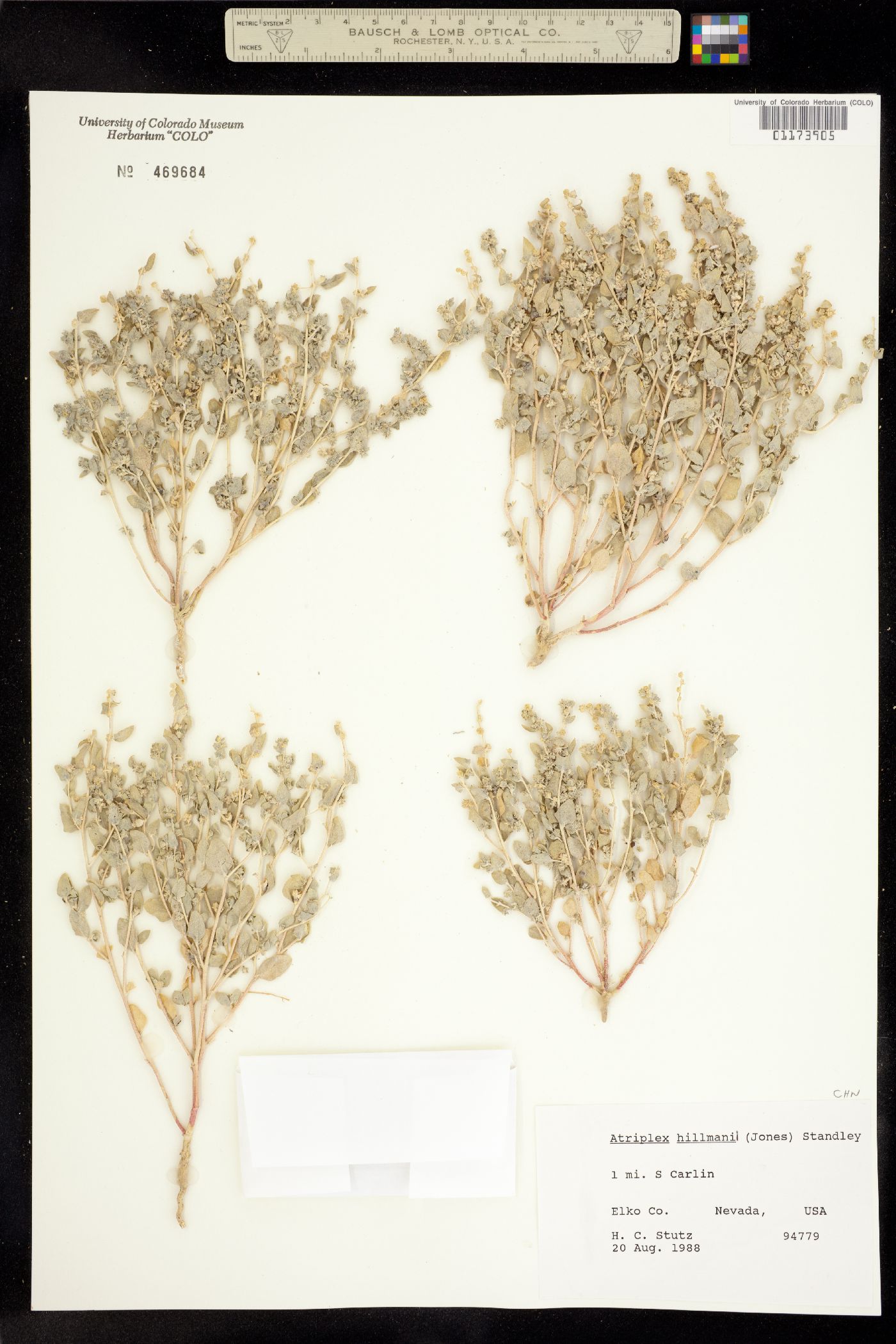 Atriplex argentea var. hillmanii image