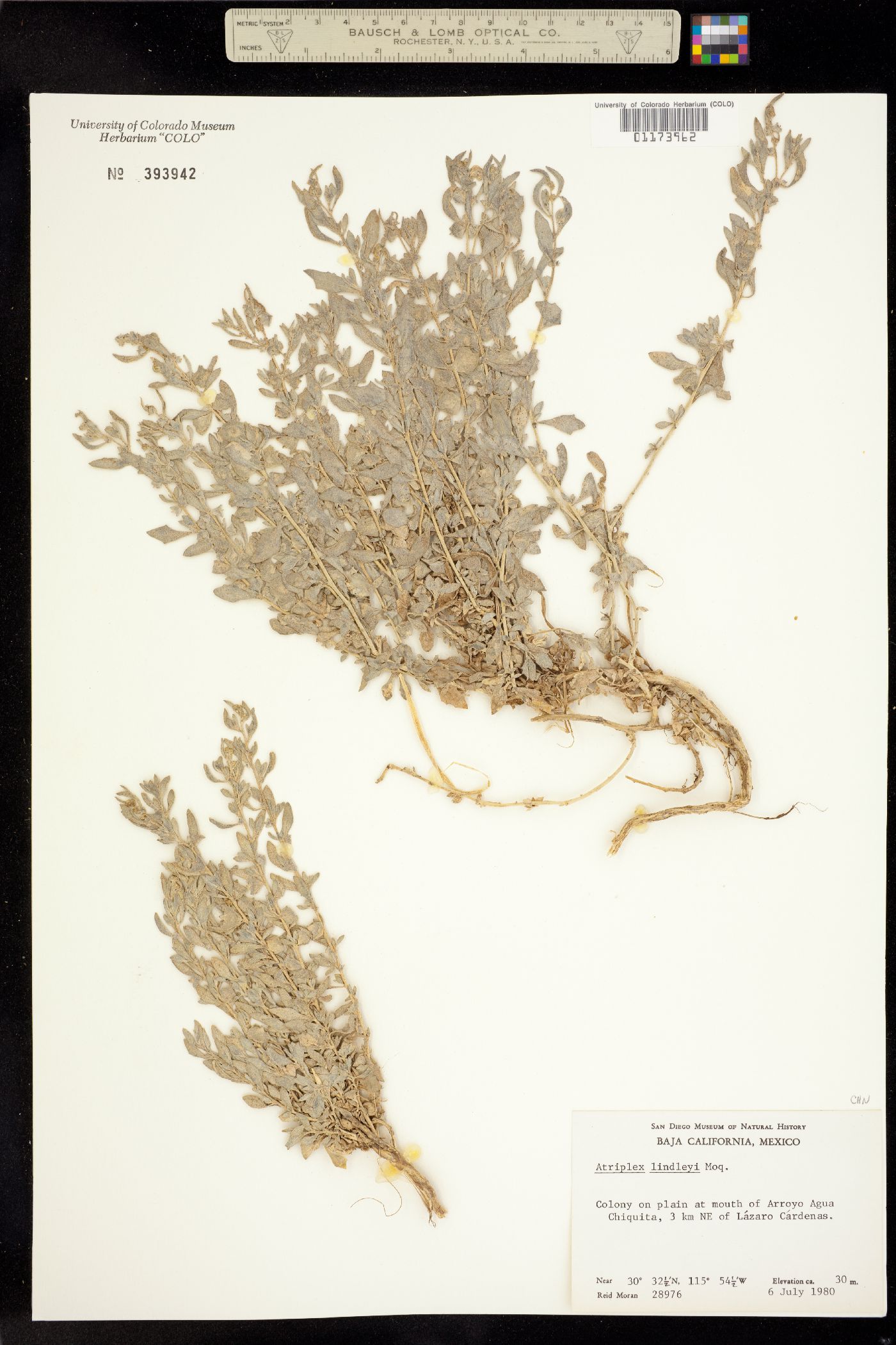 Atriplex lindleyi image