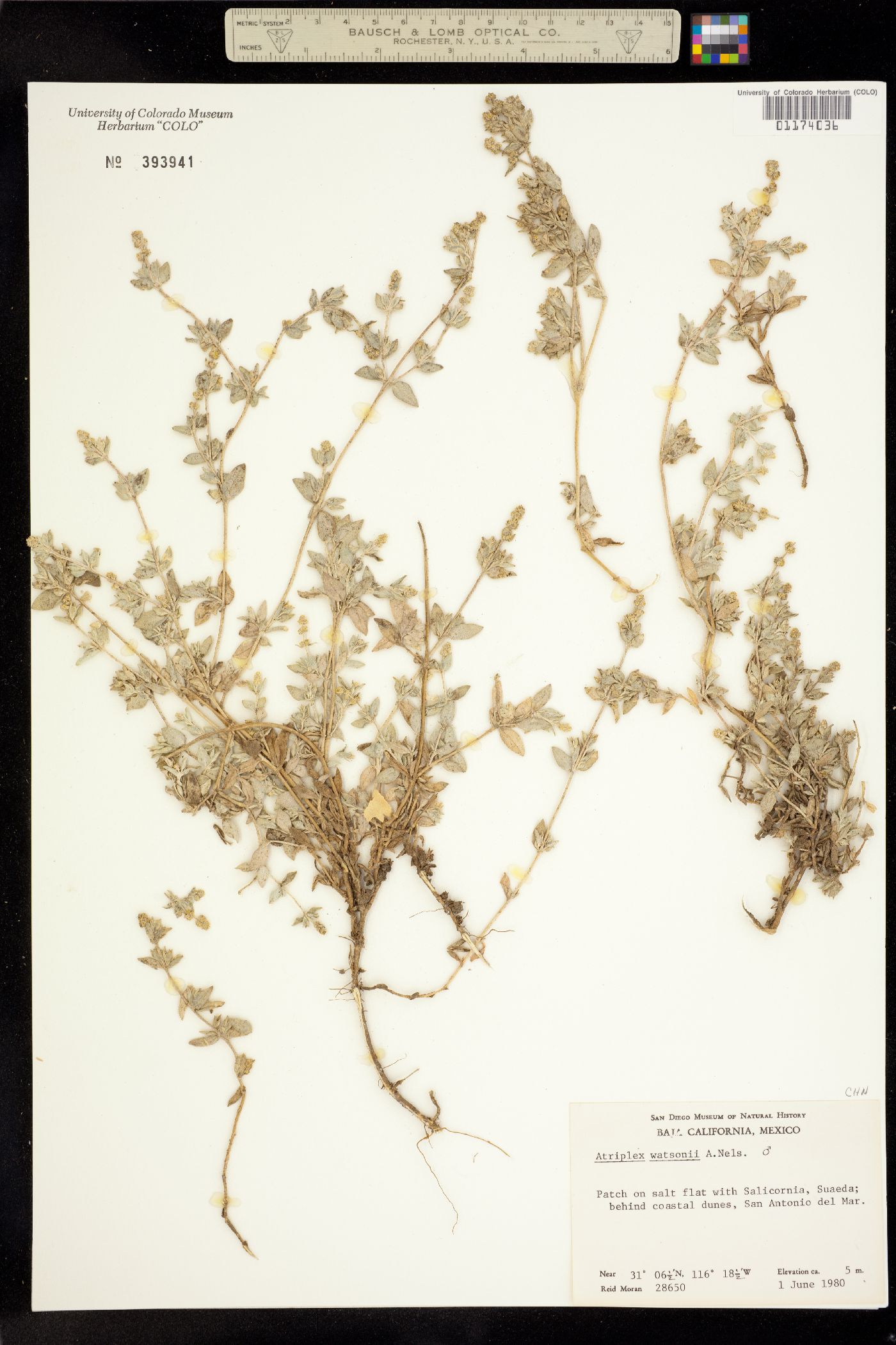 Atriplex watsonii image