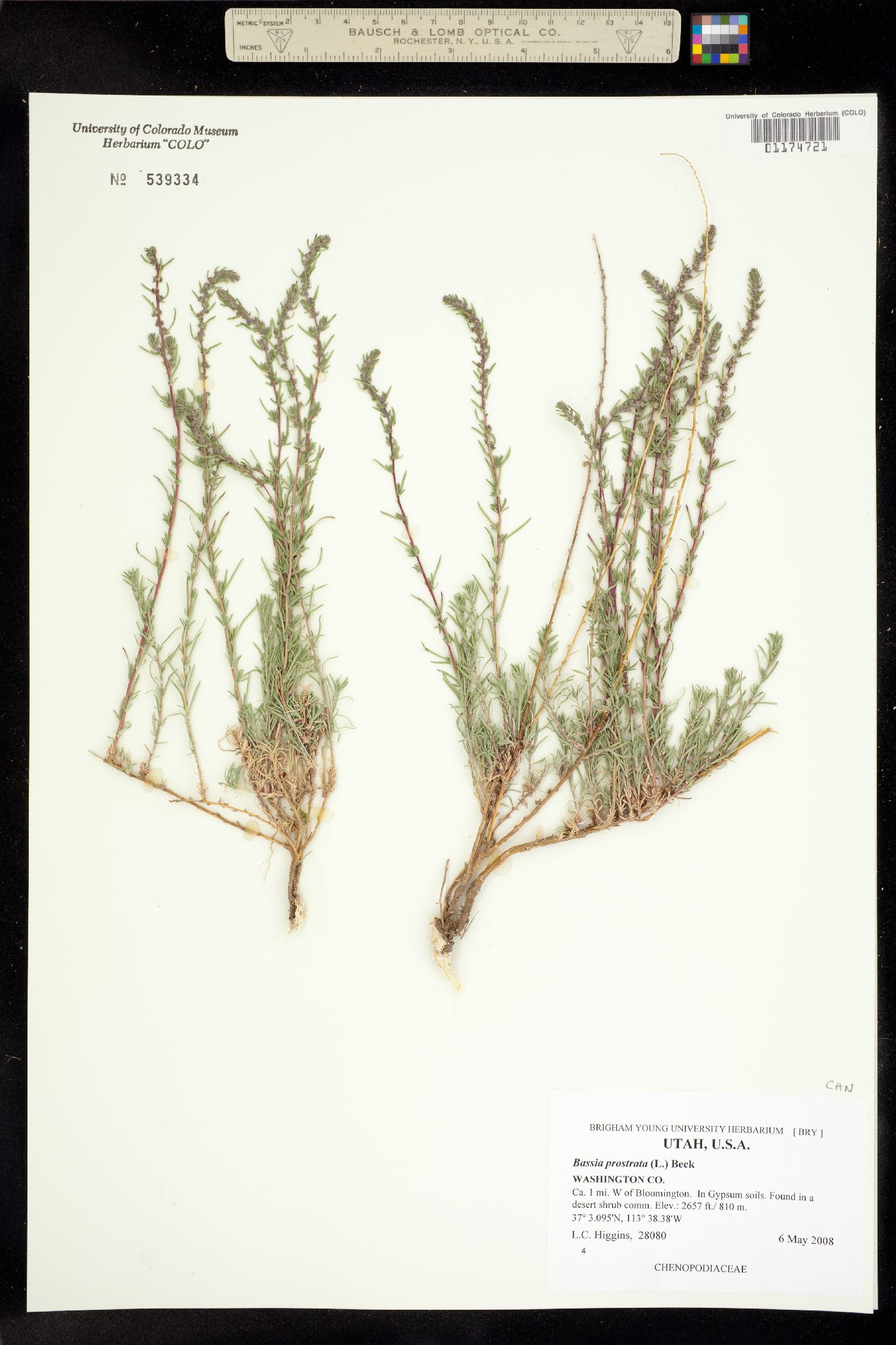 Kochia prostrata image