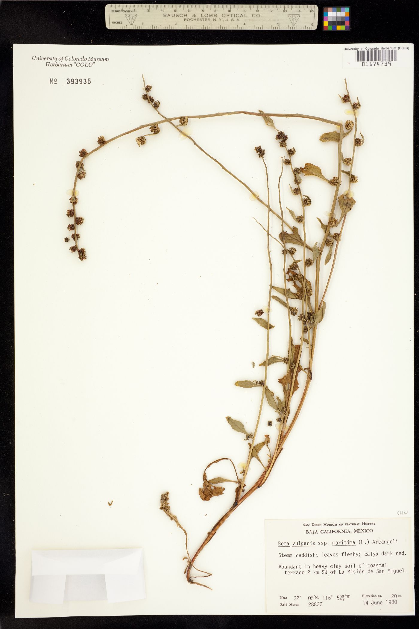 Beta vulgaris ssp. maritima image