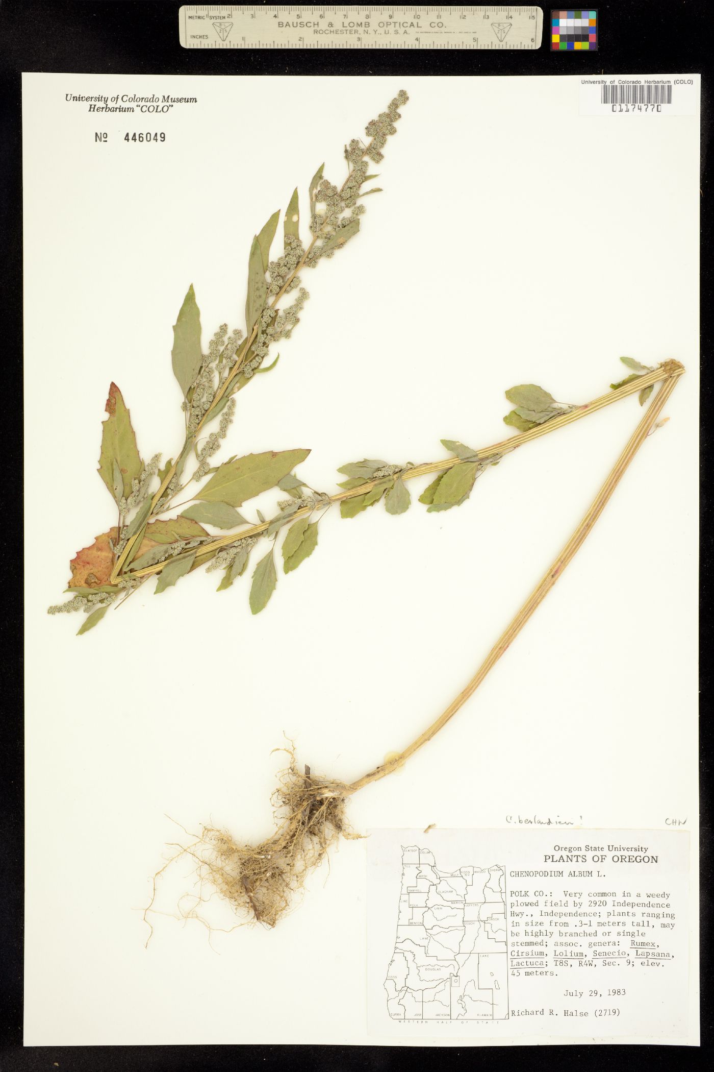 Chenopodium album image