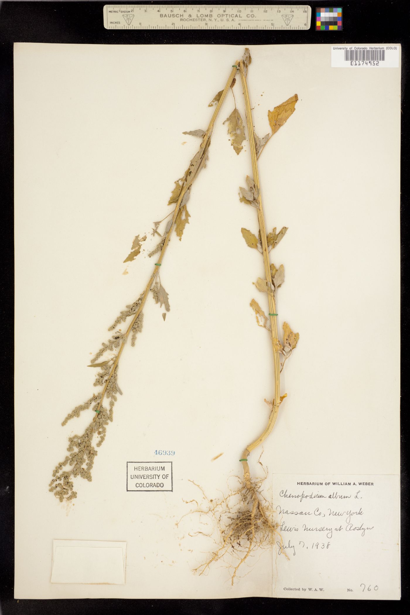 Chenopodium album image