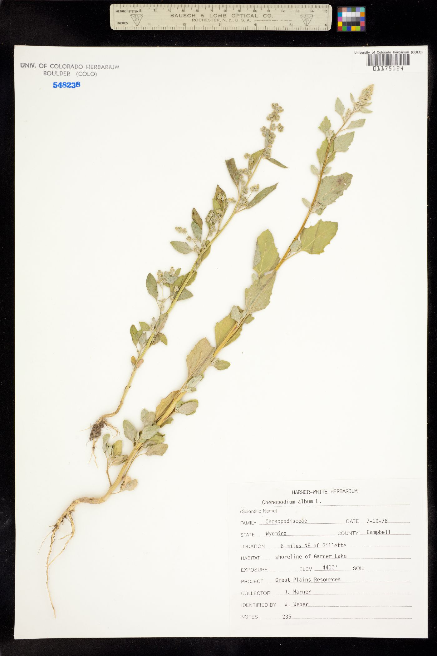 Chenopodium album image
