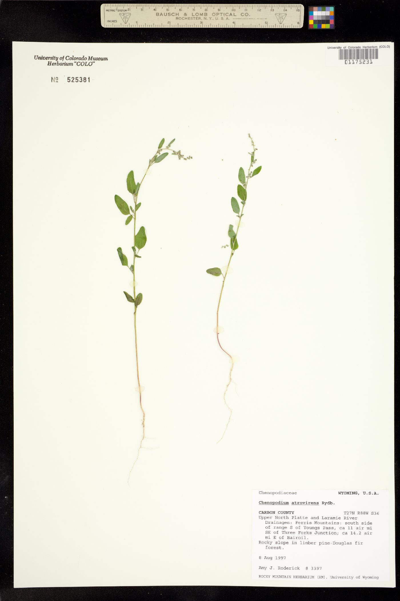 Chenopodium image