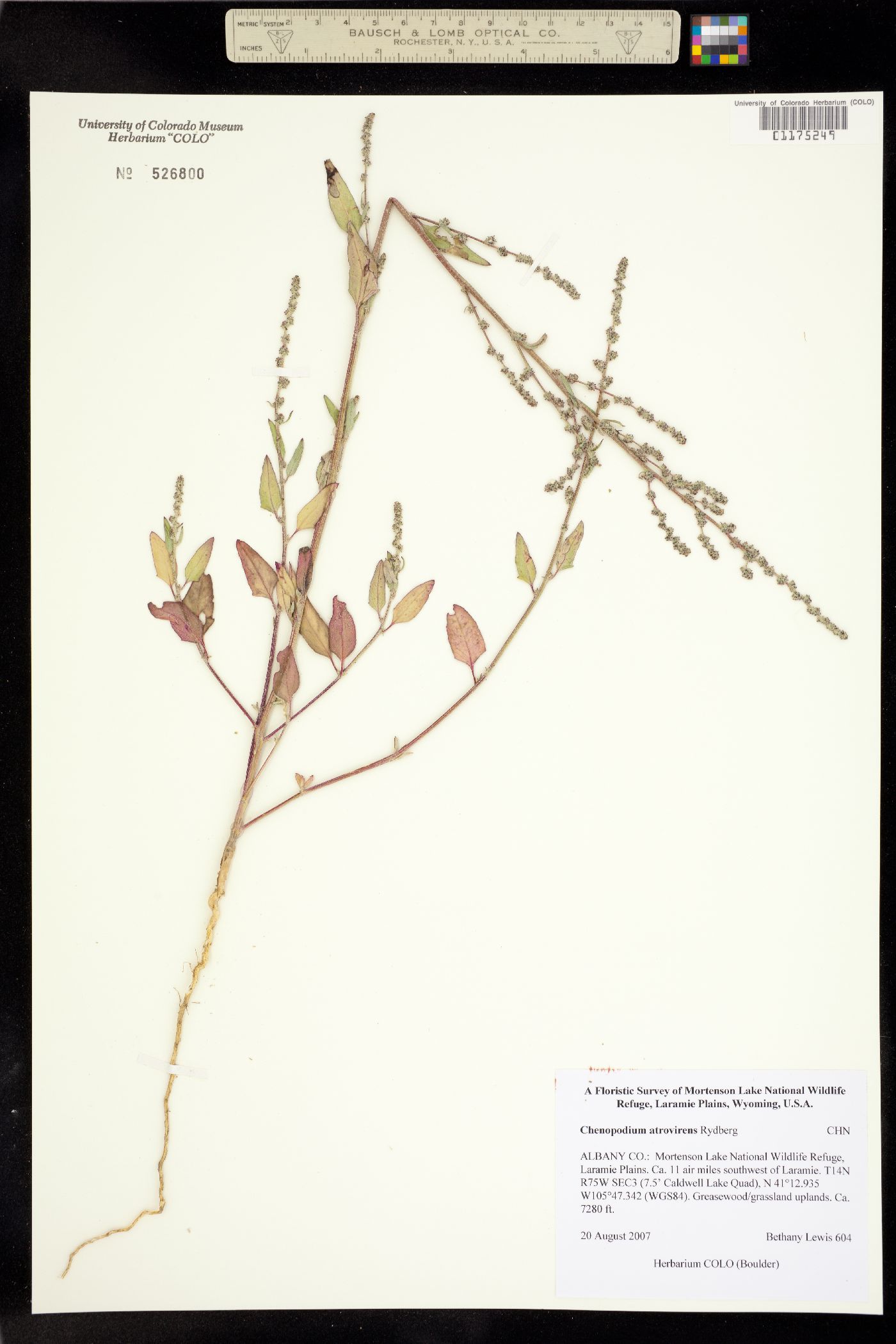 Chenopodium atrovirens image