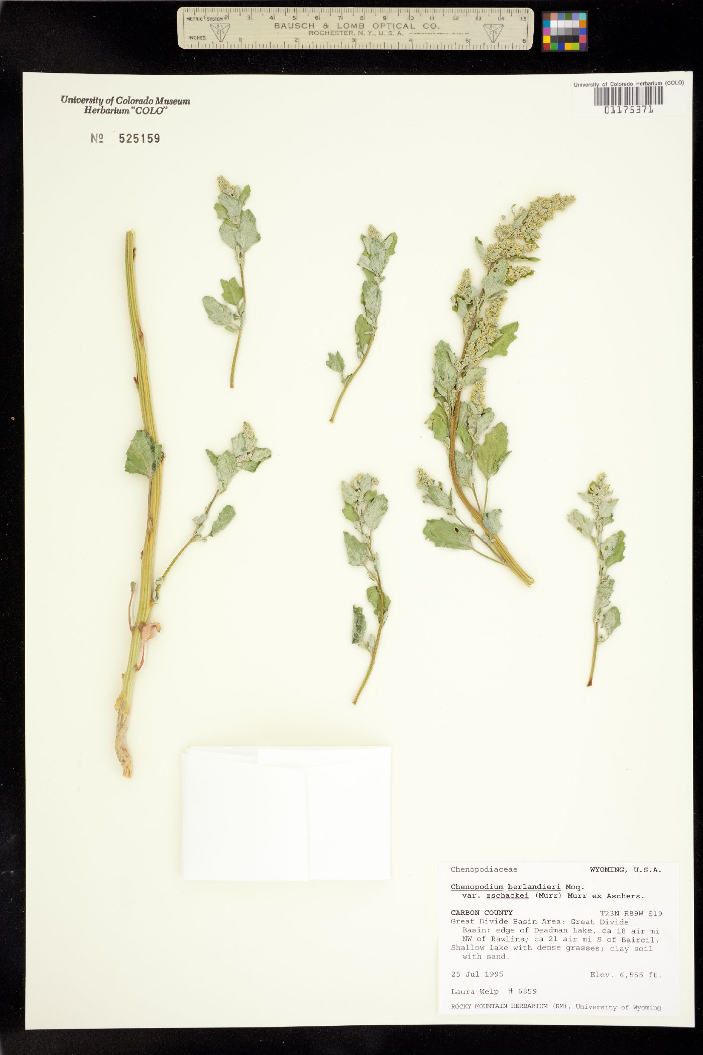 Chenopodium berlandieri image