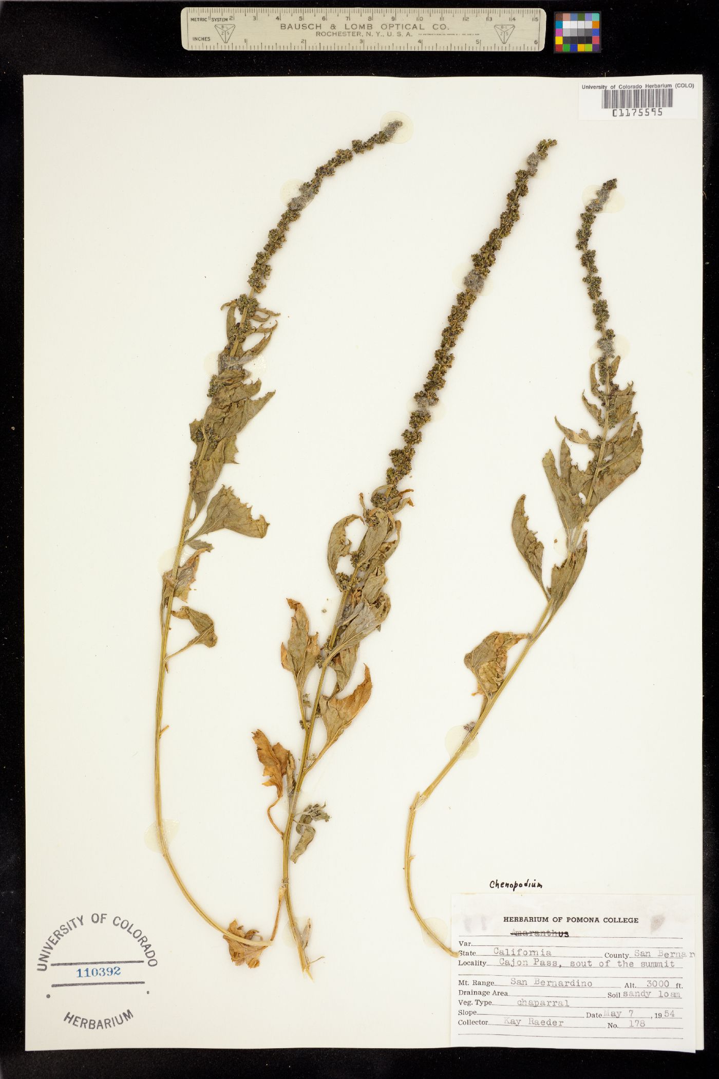 Chenopodium californicum image